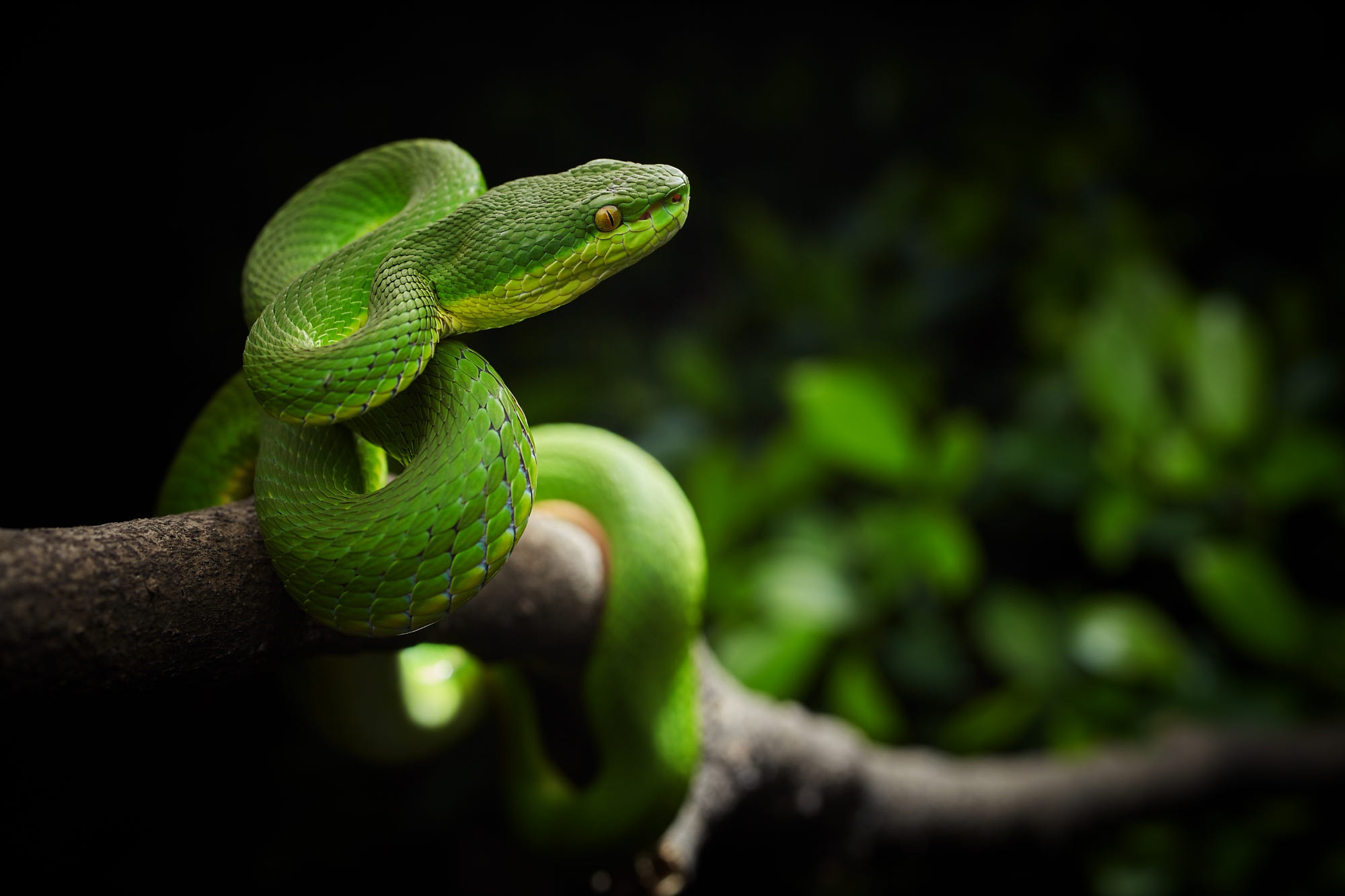 General 2000x1333 green snake animals reptiles