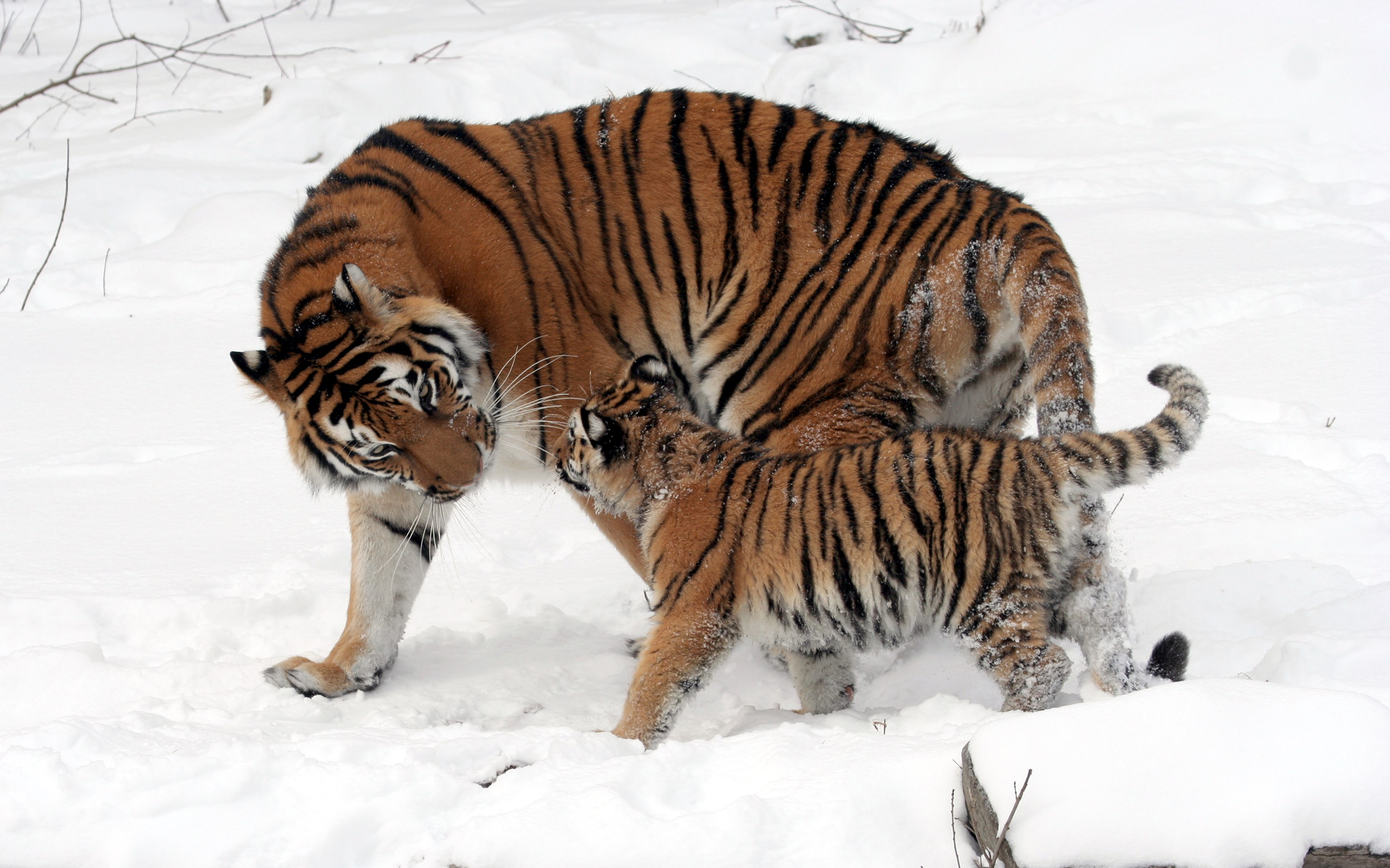 General 2560x1600 tiger wildlife winter snow nature