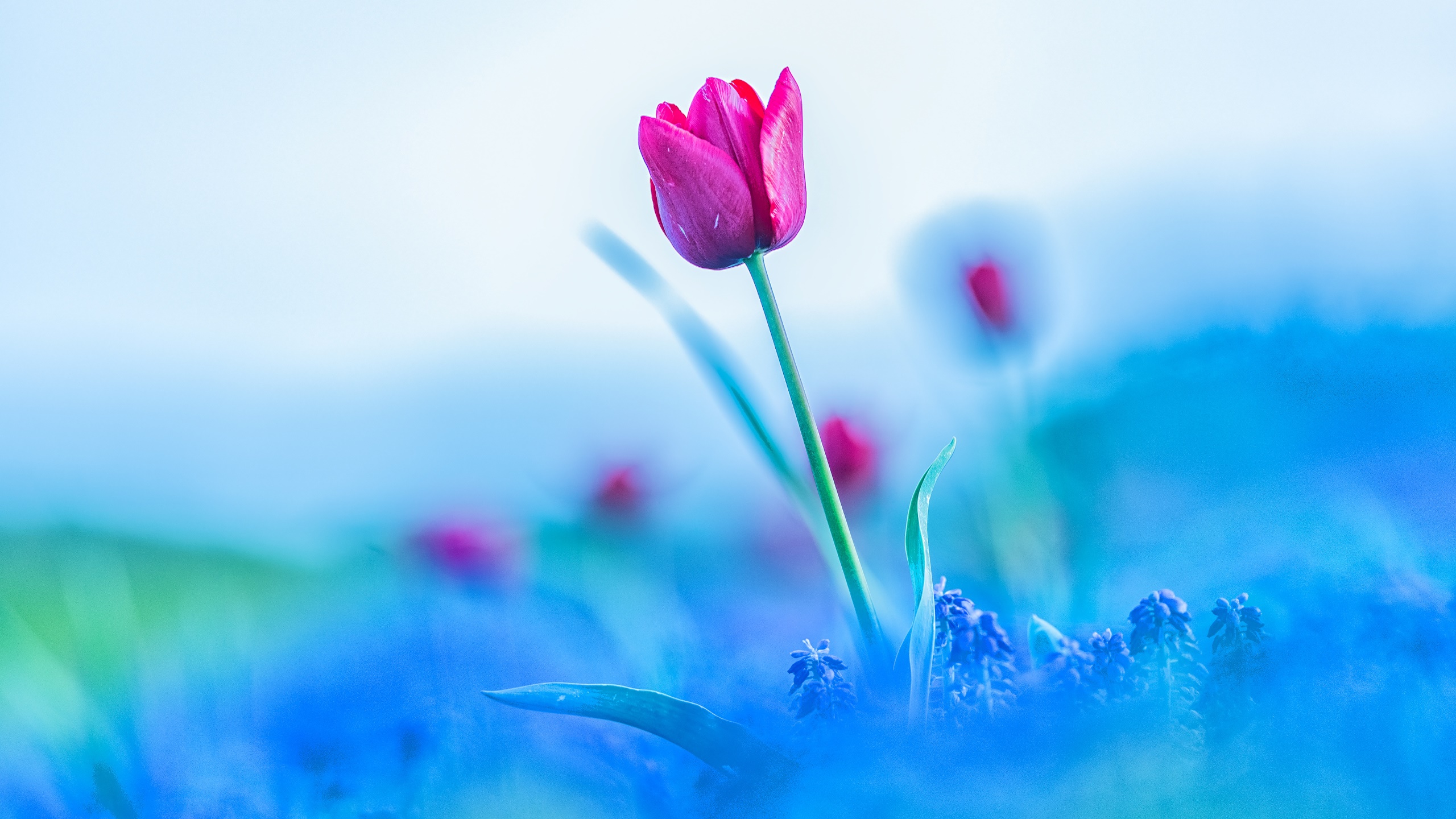 General 2560x1440 colorful flowers plants blue tulips
