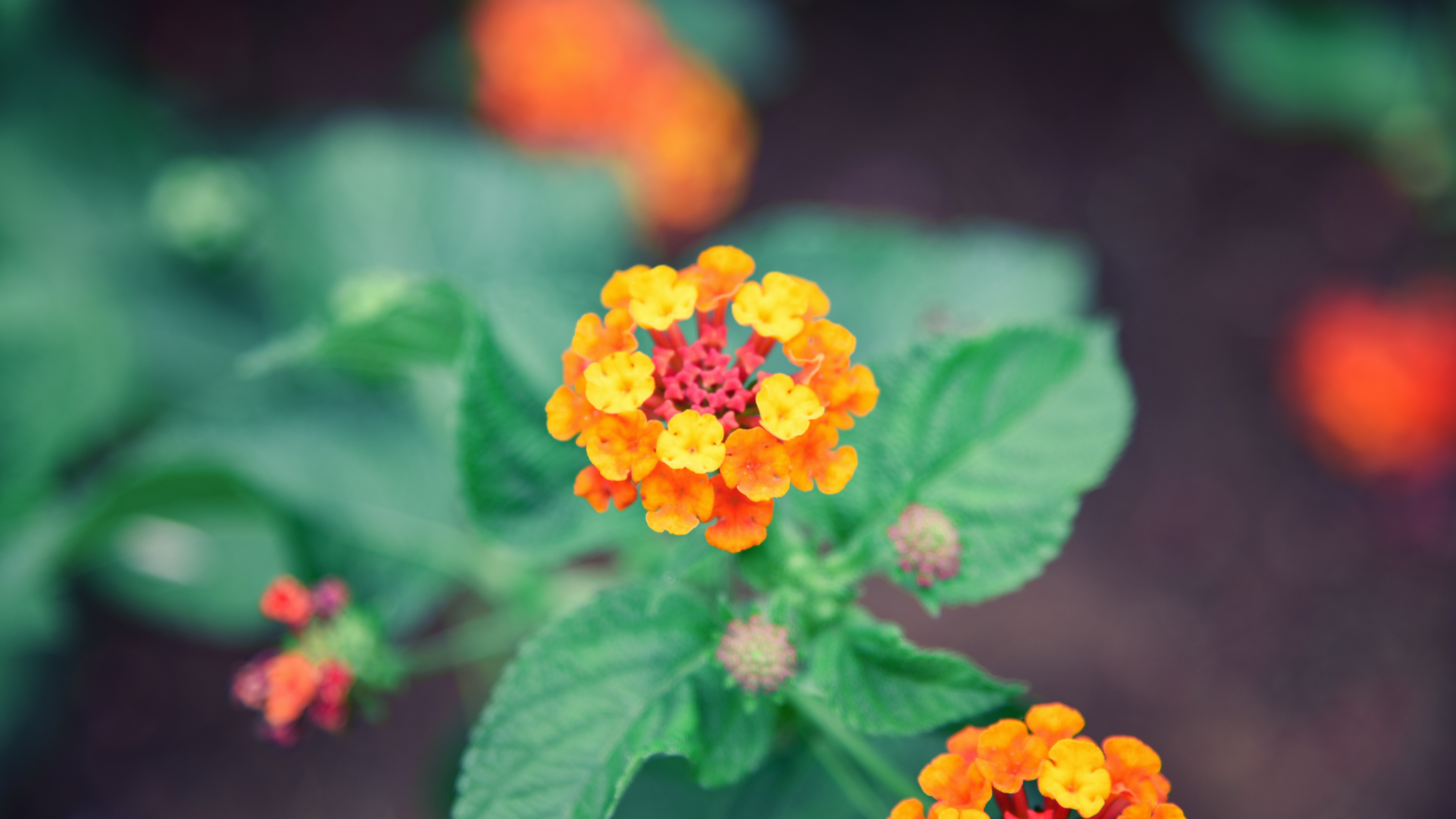 General 6016x3384 photography plants colorful flowers yellow flowers