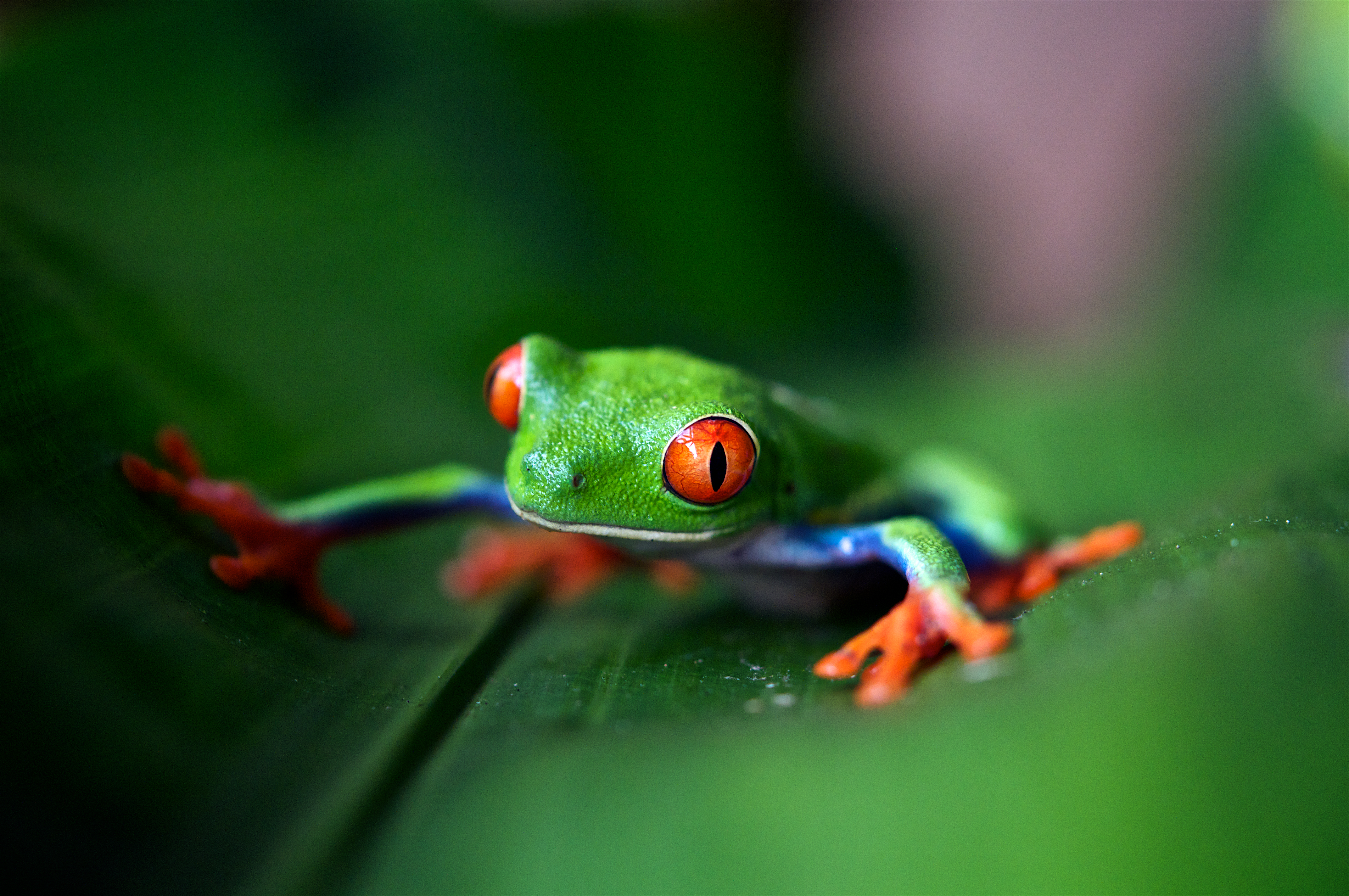 General 4288x2848 frog nature Red-Eyed Tree Frogs depth of field macro closeup Costa Rica 