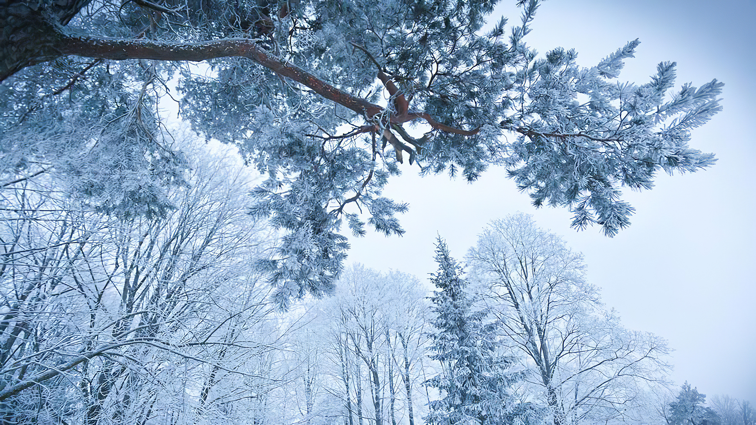General 2560x1439 winter forest cold snow branch white wood nature low-angle