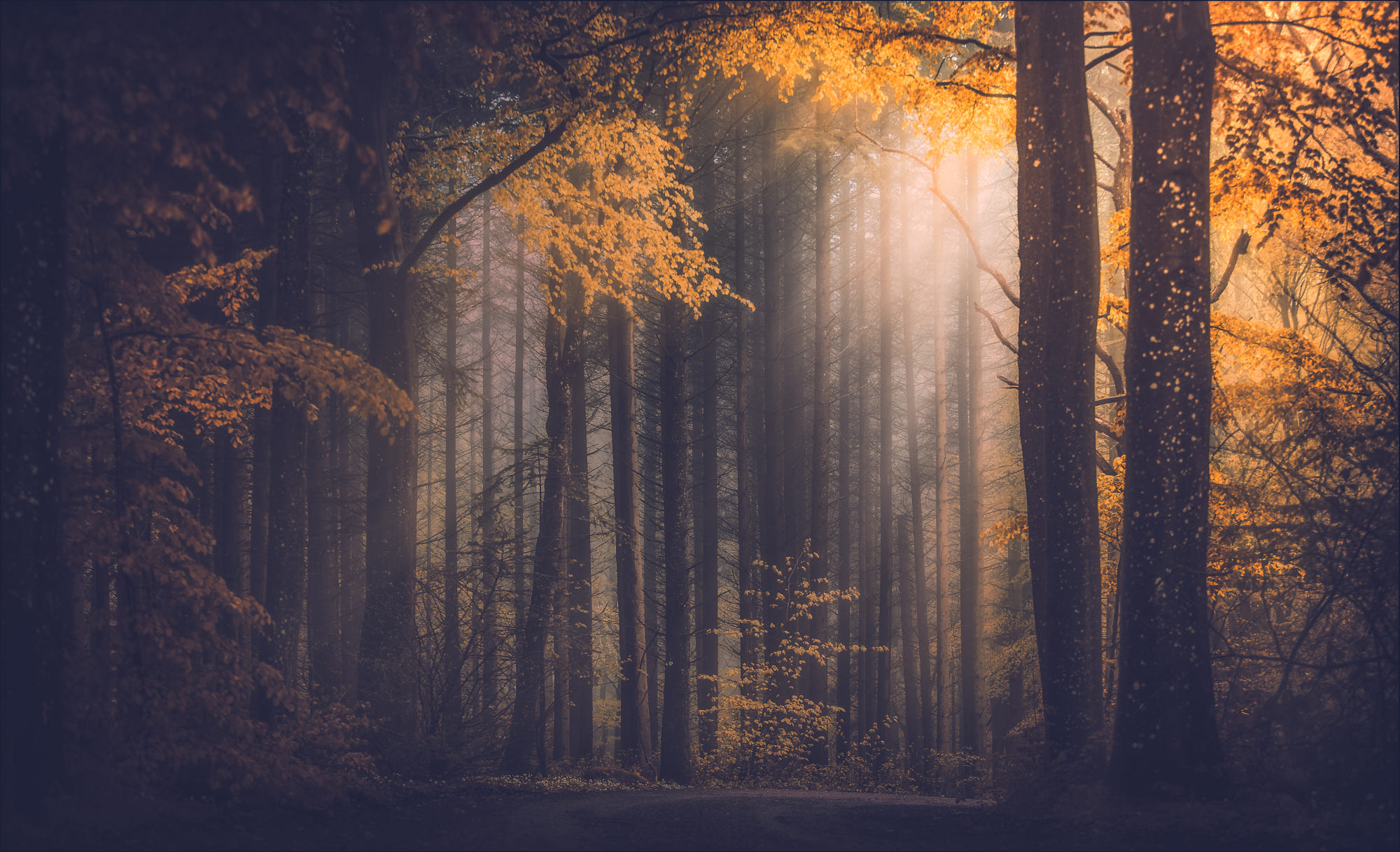 General 2000x1218 forest trees sun rays fall nature