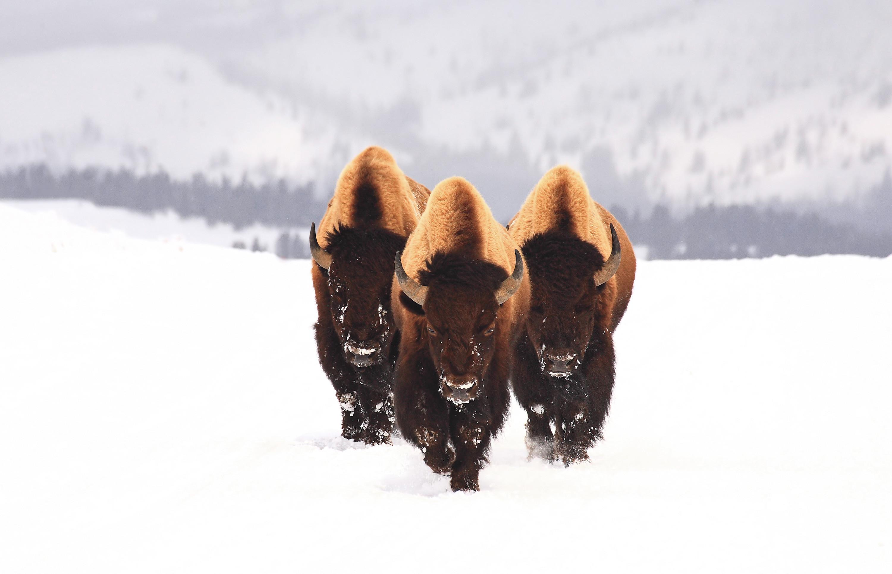 General 3000x1932 nature winter snow bison animals white wildlife horns