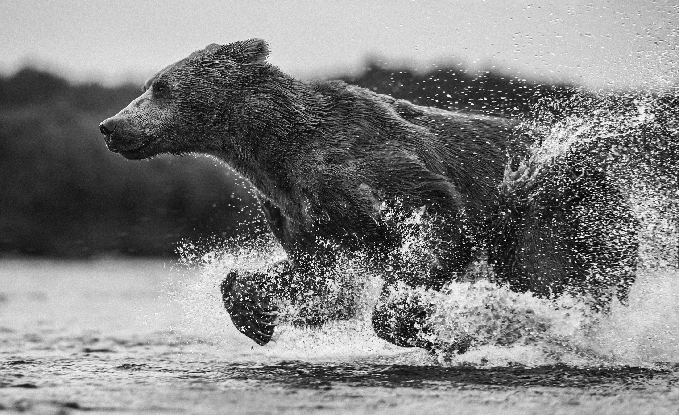 General 2880x1762 bears animals nature running water monochrome mammals splashes