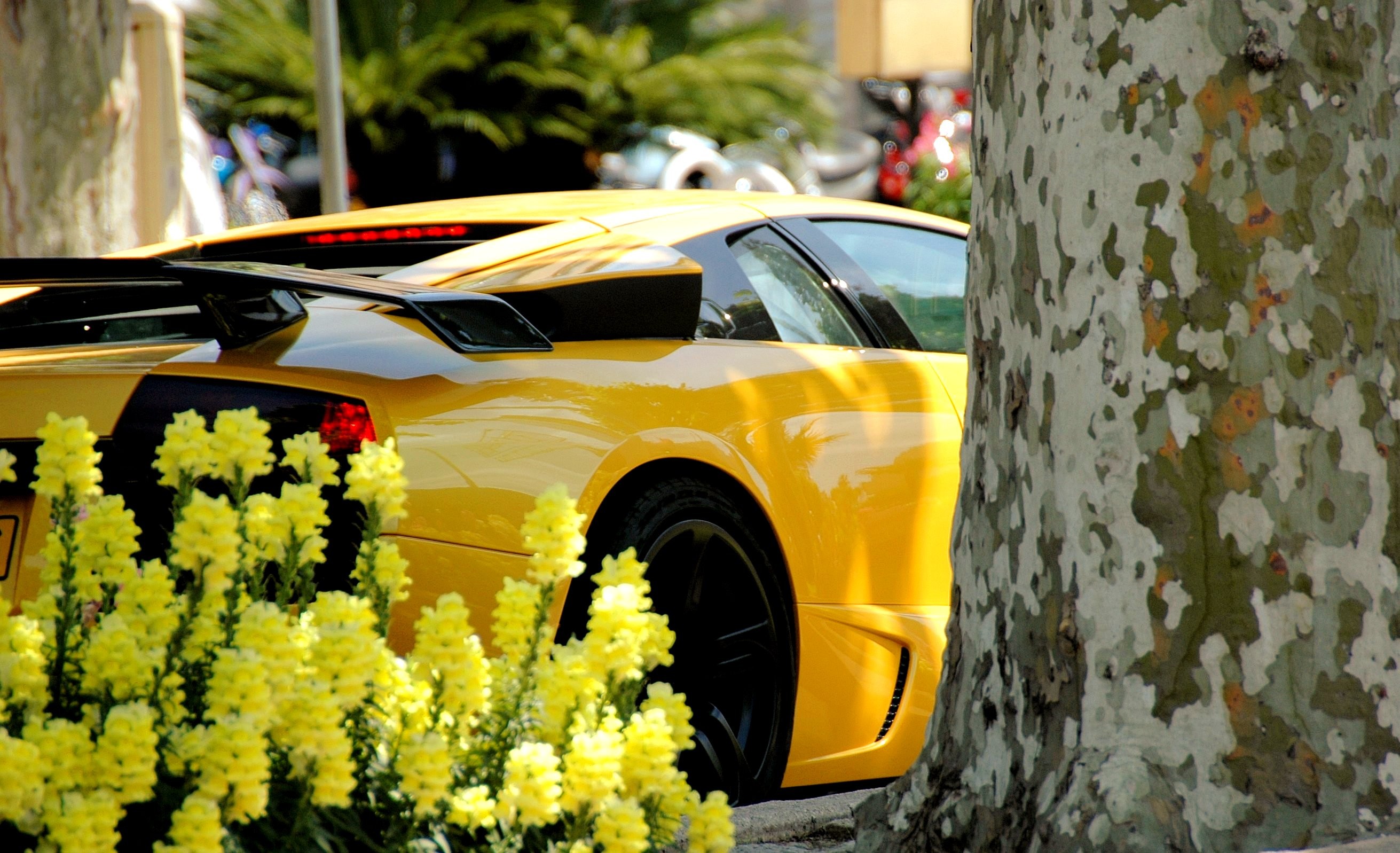 General 2622x1597 car yellow cars Lamborghini flowers vehicle Lamborghini Murcielago italian cars Volkswagen Group