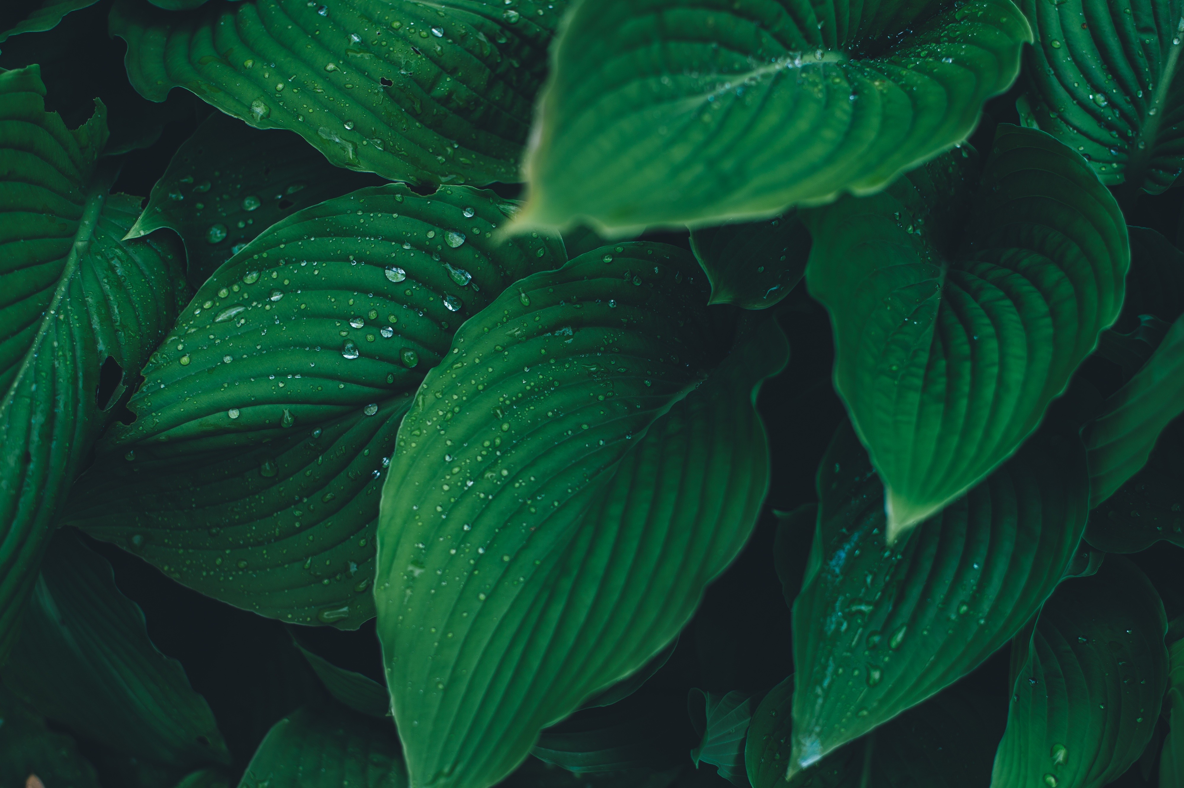 General 3999x2662 plants leaves water drops closeup outdoors