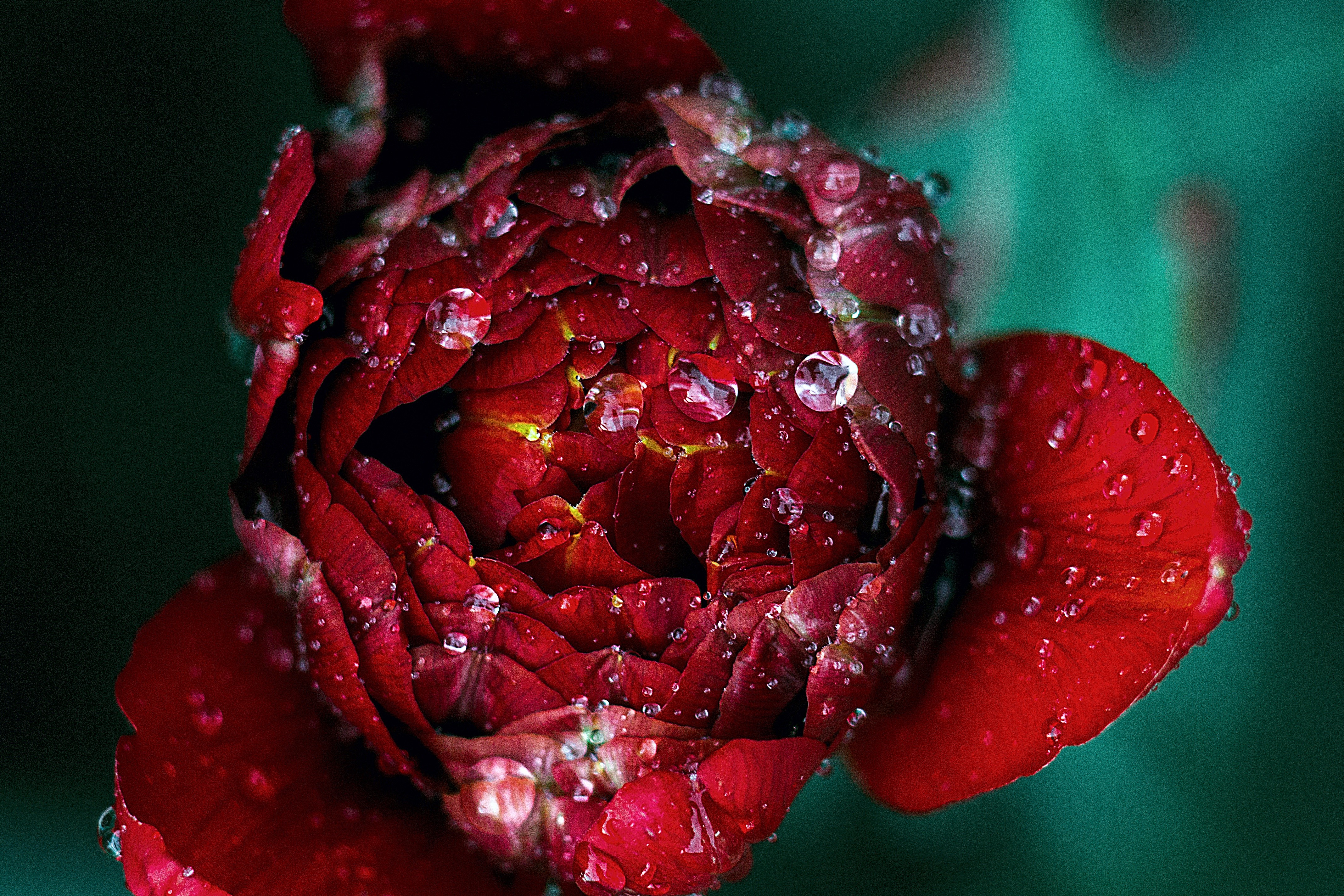 General 4272x2848 nature flowers water drops rose closeup red flowers