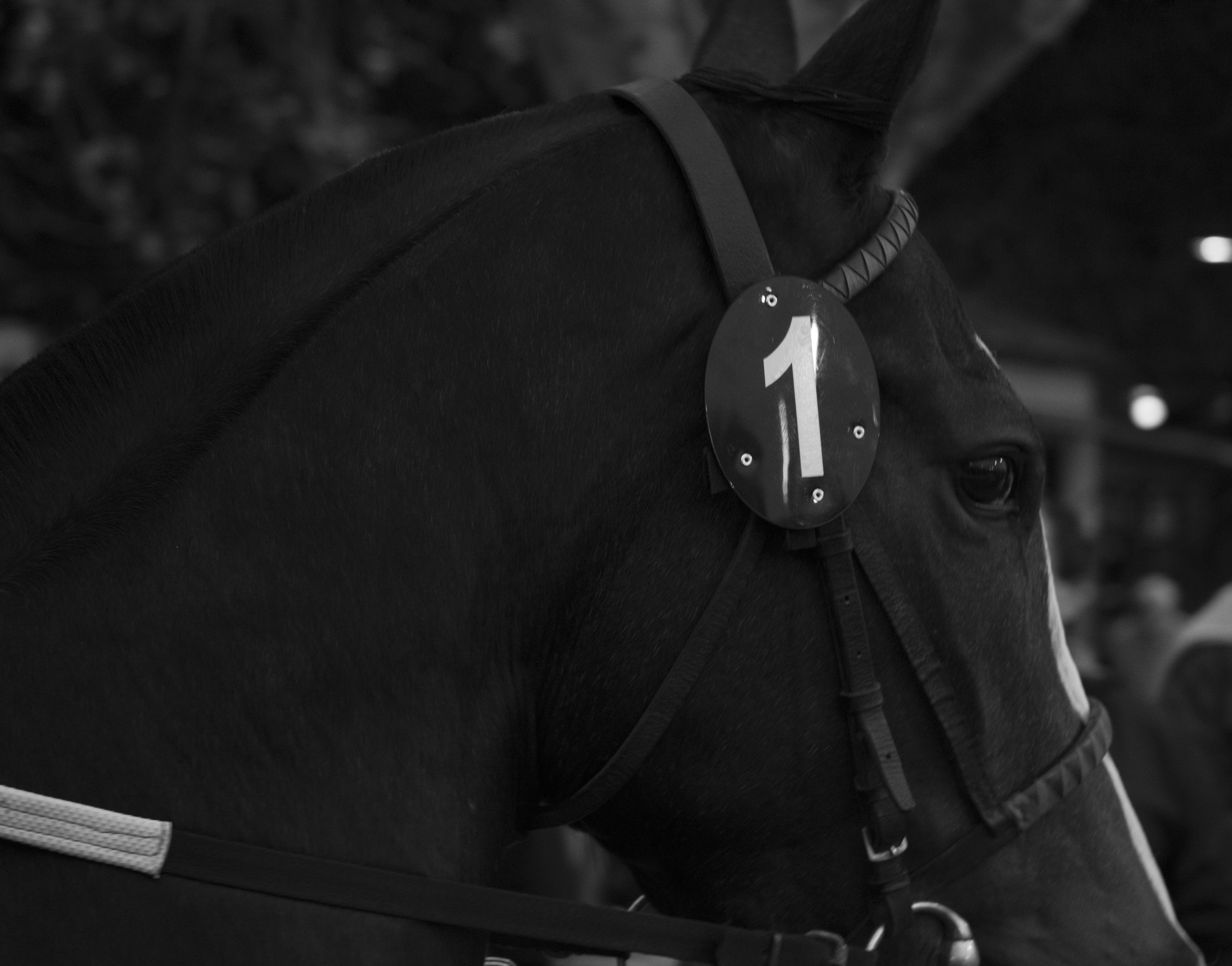 General 5099x4000 horse monochrome animals numbers