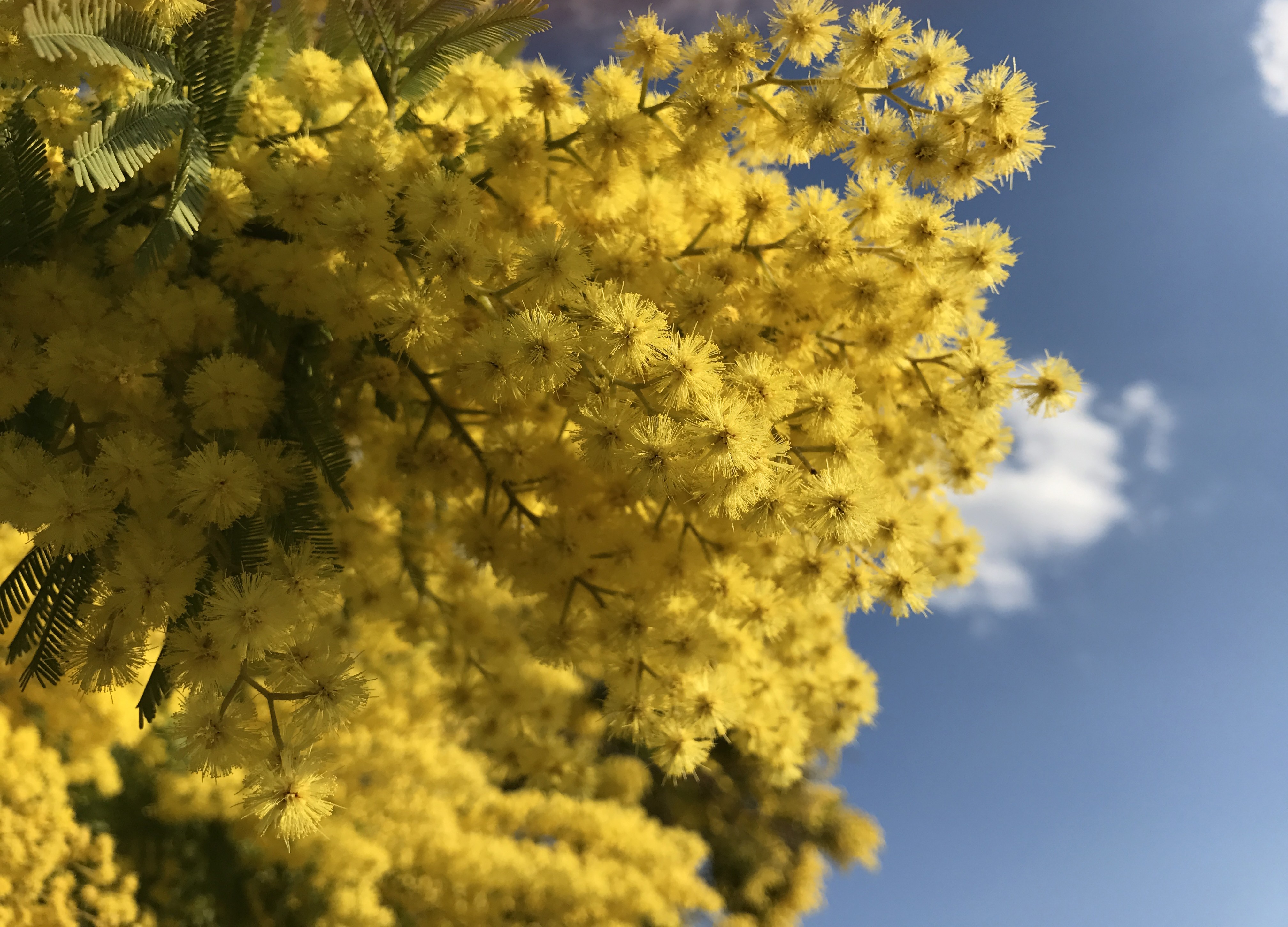 General 4032x2903 mimosa sky blossoms
