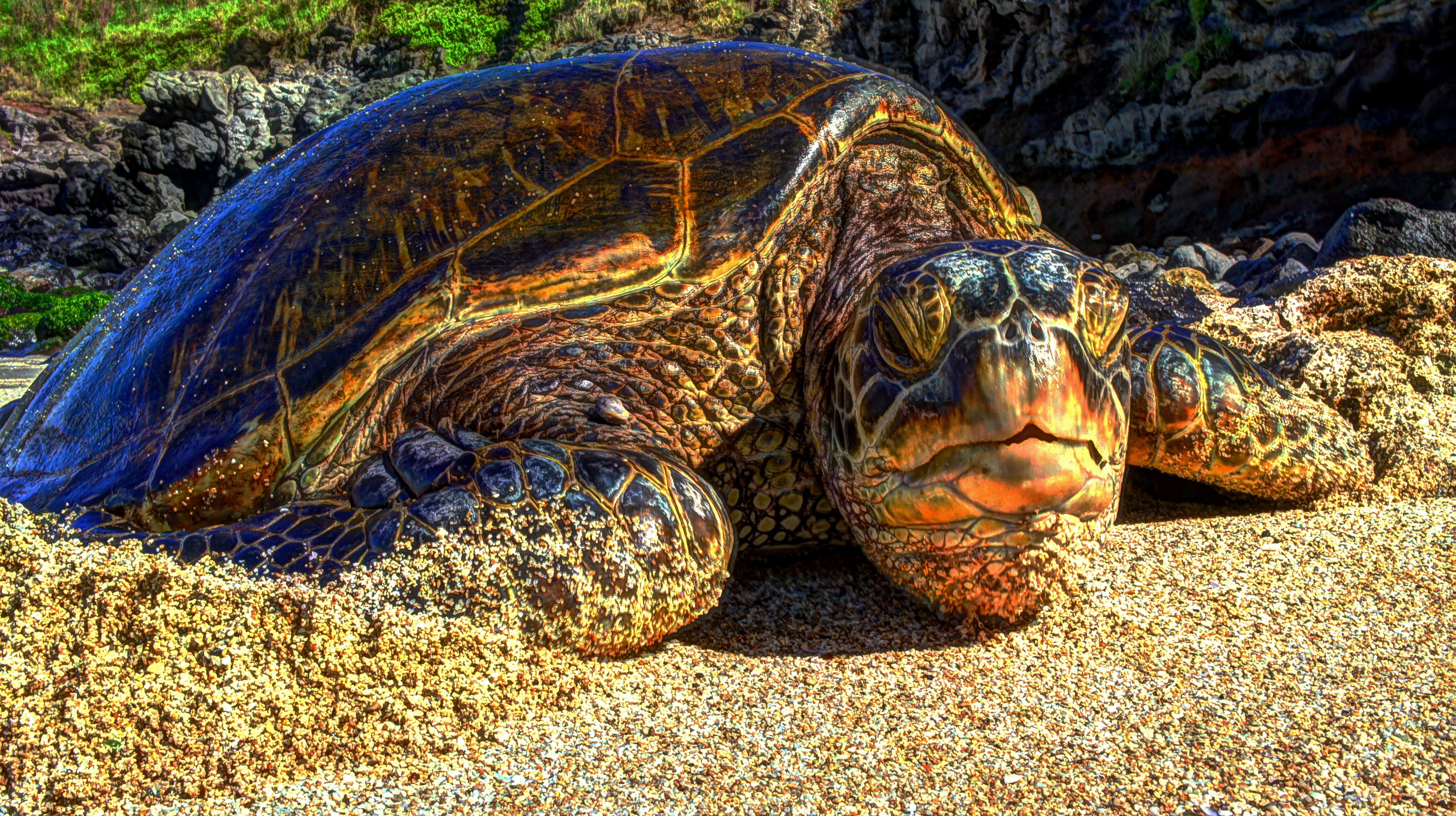 General 4591x2575 Hawaii Maui beach turtle Sea Turtle closeup