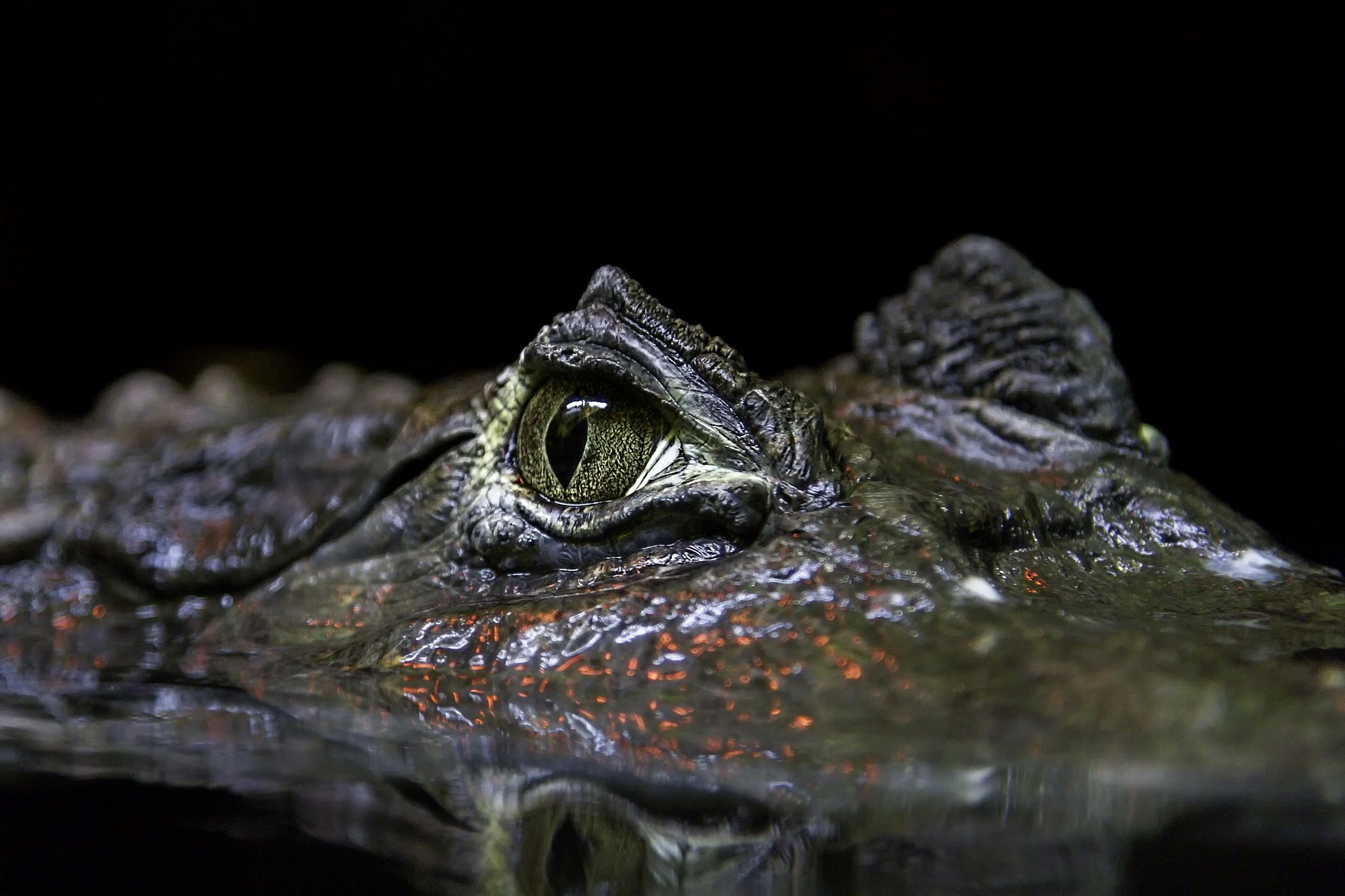 General 2048x1365 animals reptiles water reflection