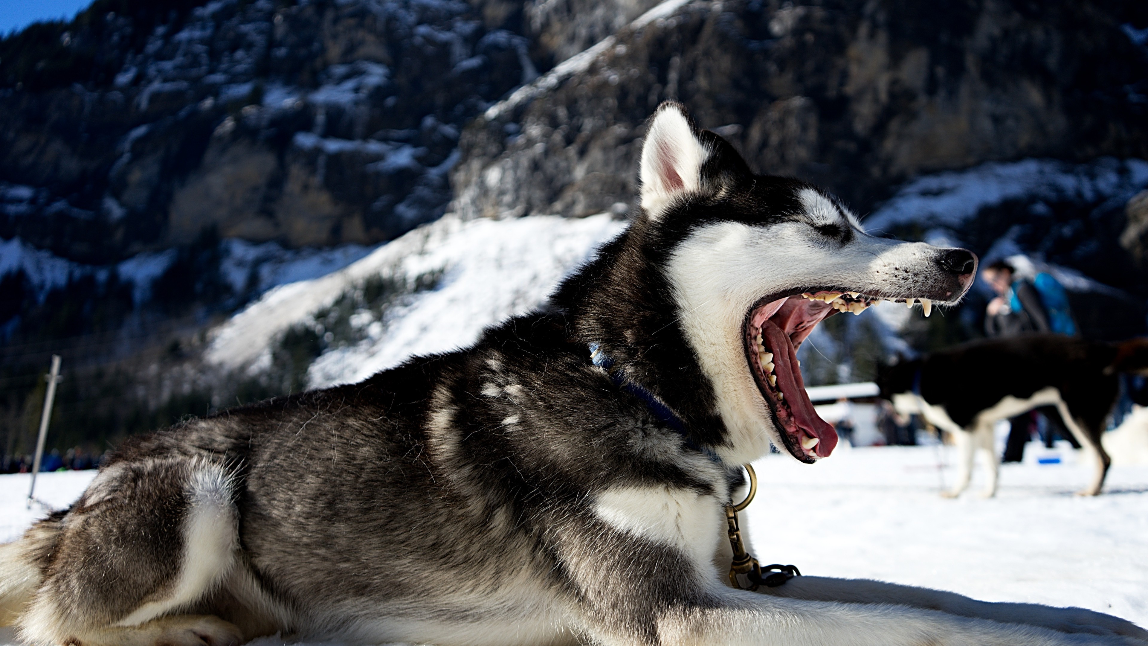General 3840x2160 Siberian Husky  wolf animals landscape snow nature