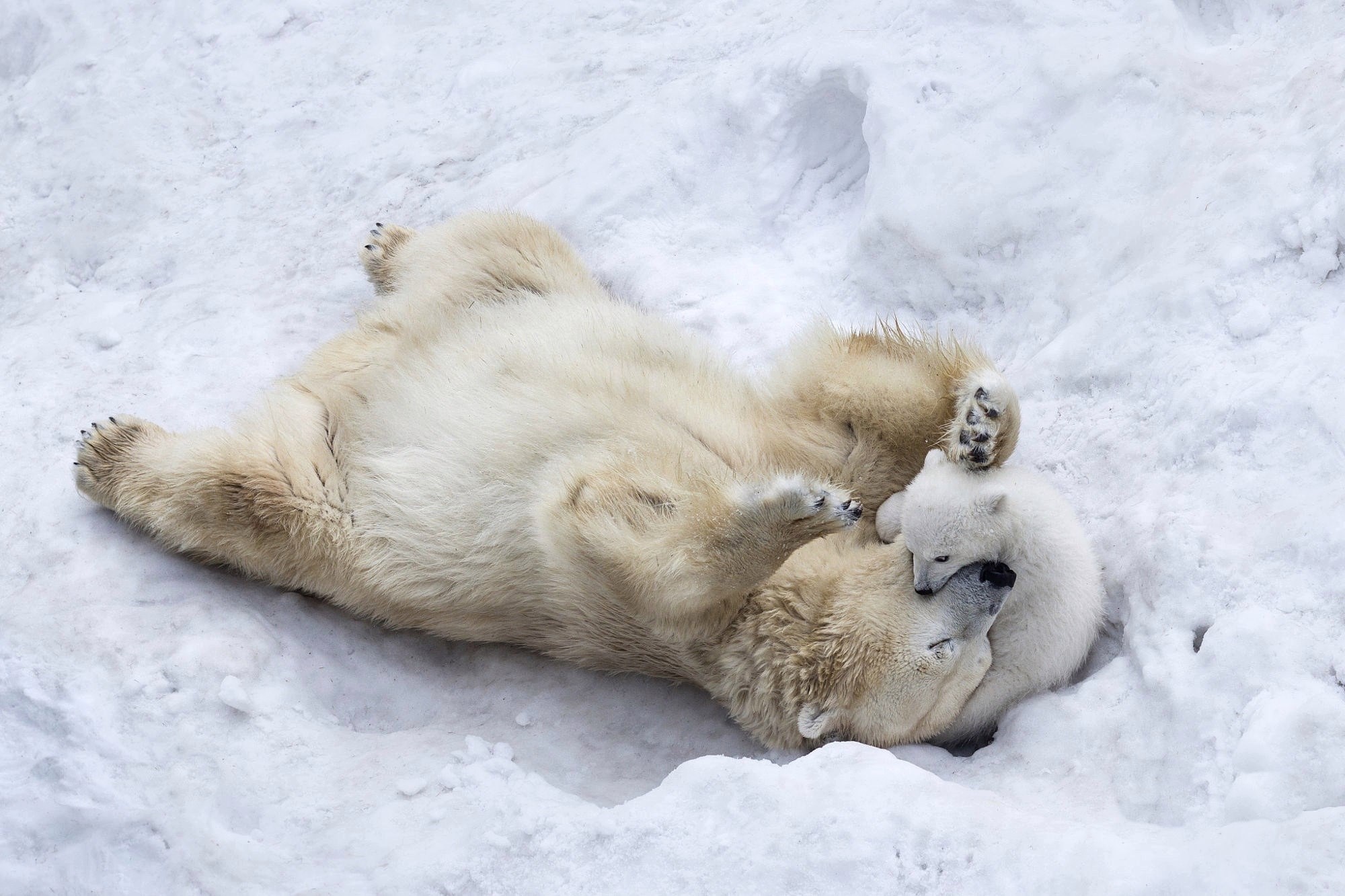 General 2000x1333 nature animals winter polar bears wildlife baby animals snow playing white lying on back