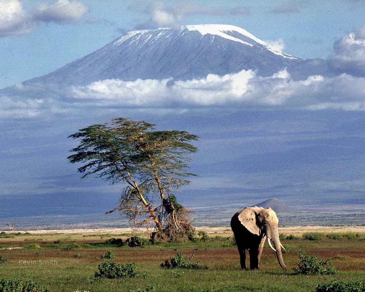 General 1280x1024 Africa Mount Kilimanjaro elephant animals nature landscape mountains mammals