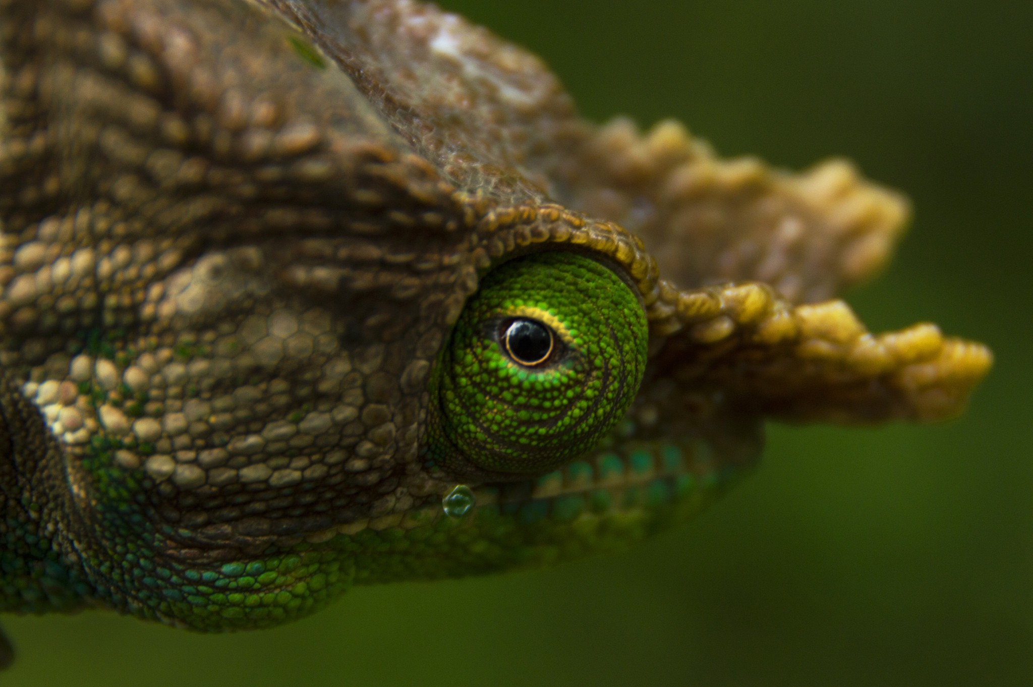 General 2048x1362 photography nature wildlife horns chameleons macro green animals green background
