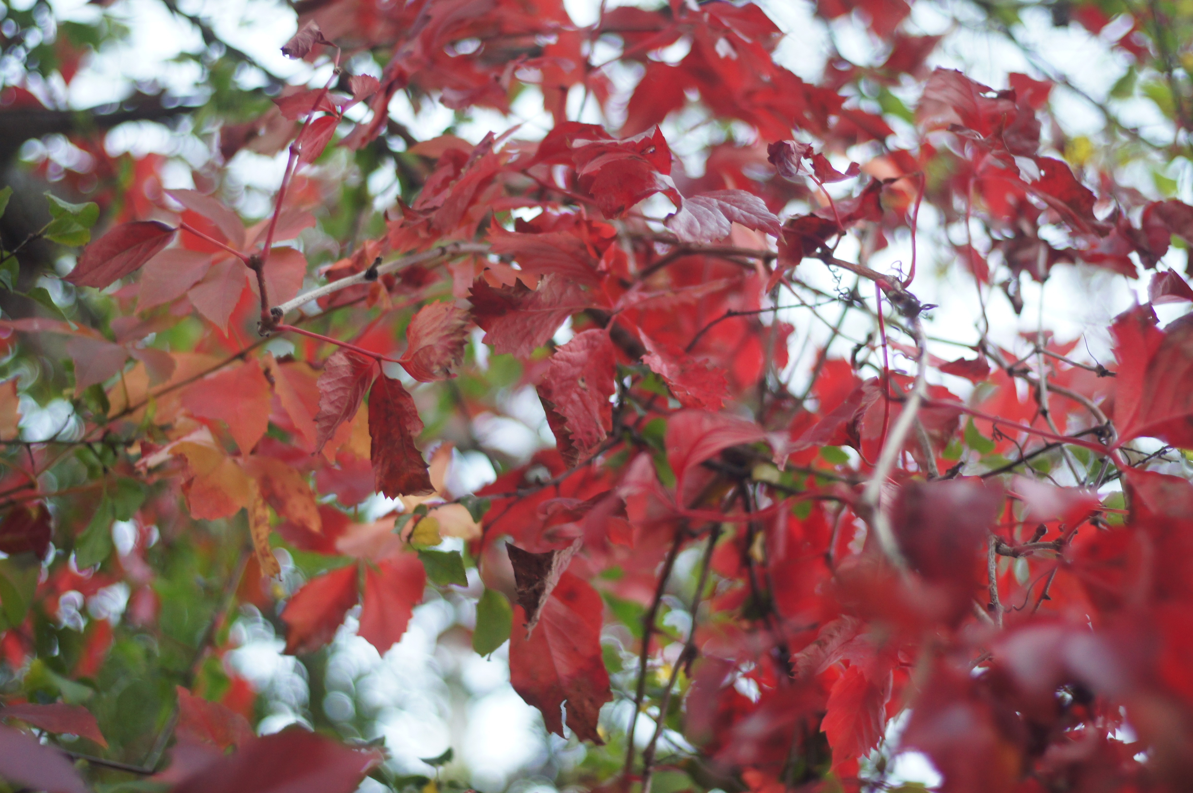General 4912x3264 red leaves fall