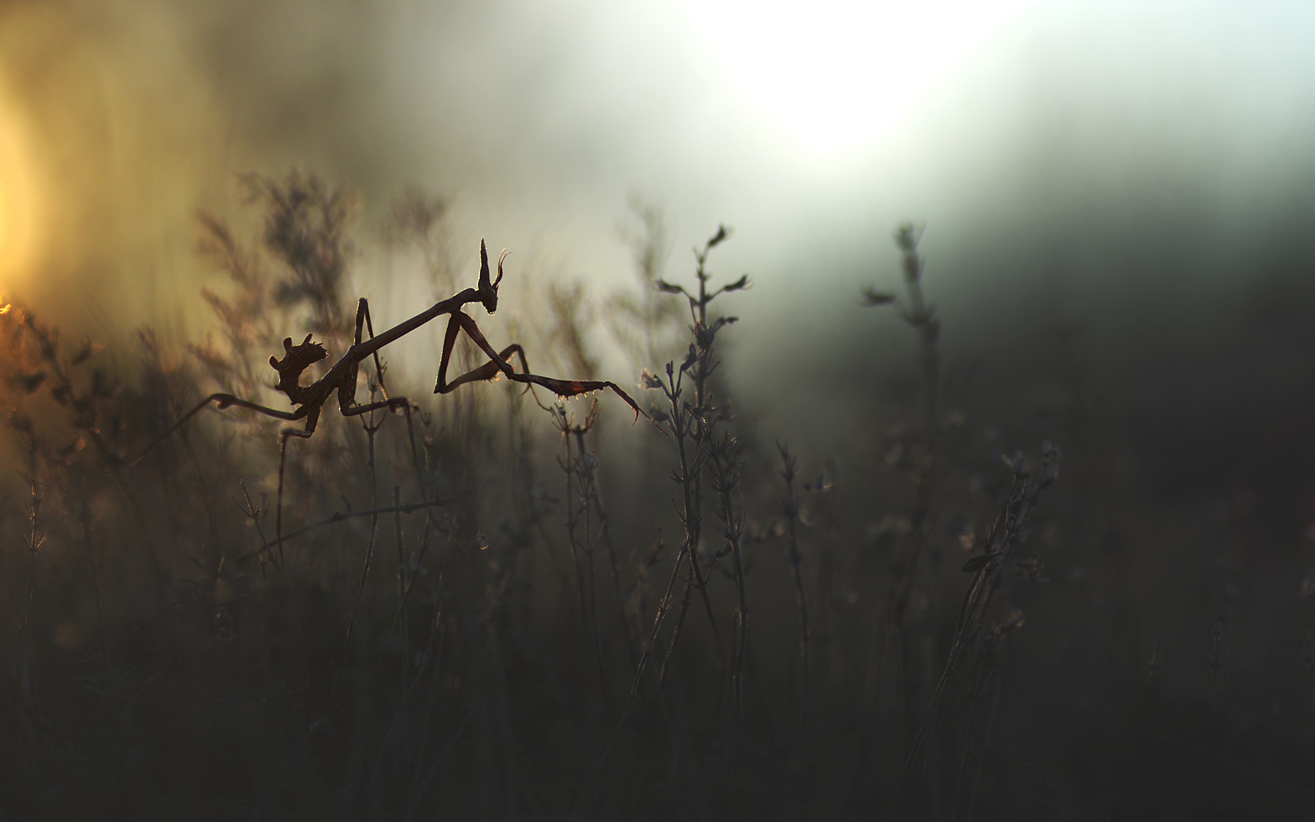 General 2560x1600 insect nature mantis silhouette