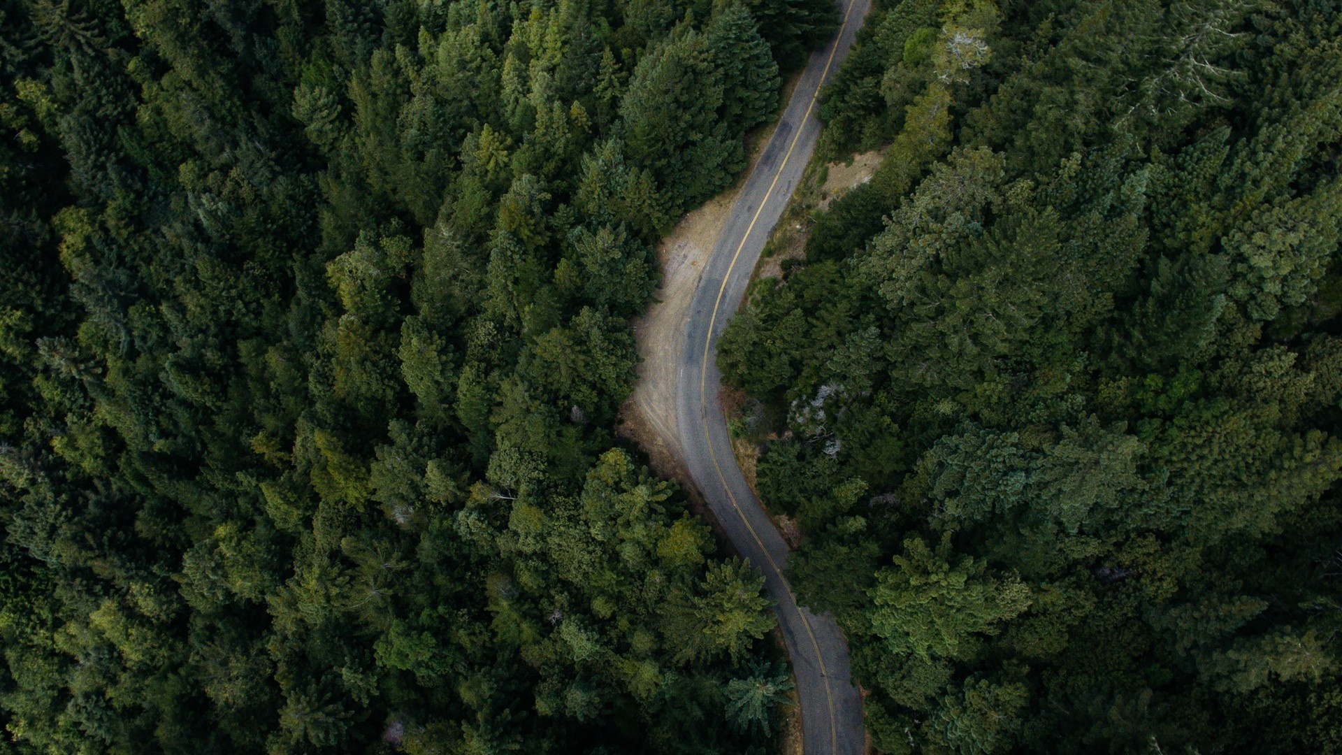 General 1920x1080 nature trees road aerial view street forest green