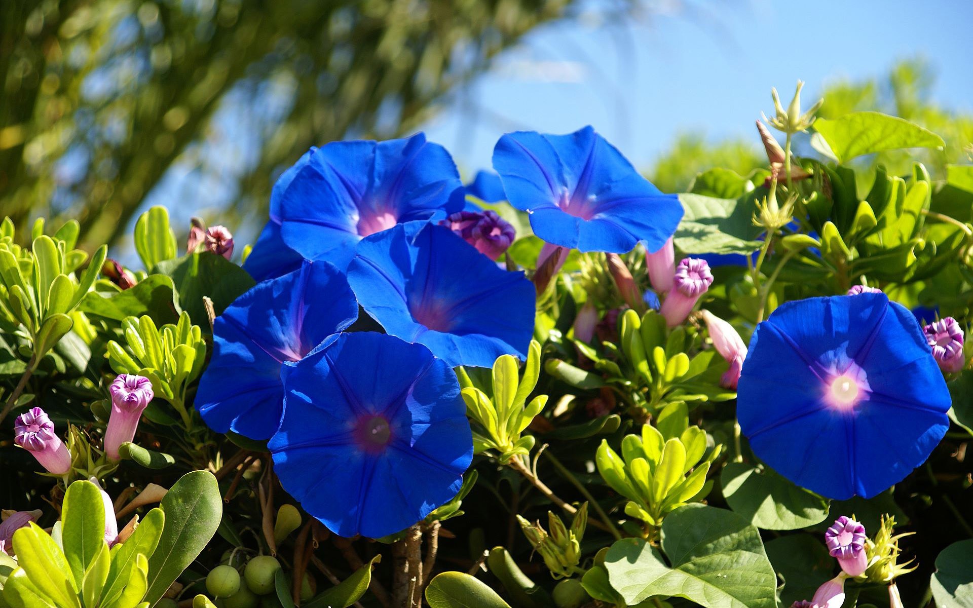 General 1920x1200 flowers plants blue flowers outdoors