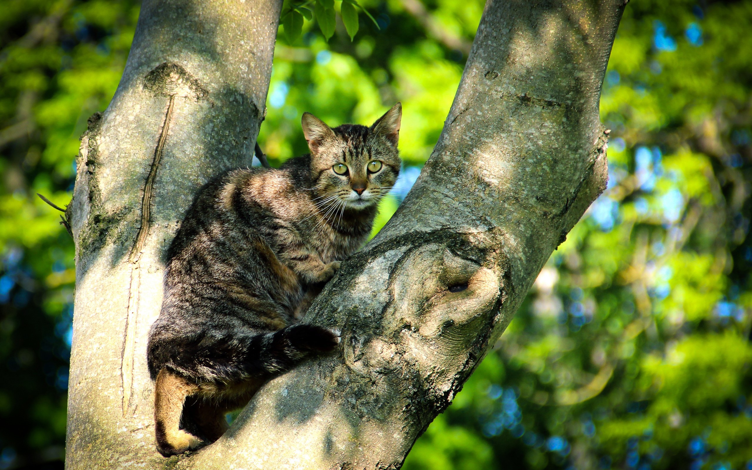 General 2560x1600 animals cats trees outdoors closeup