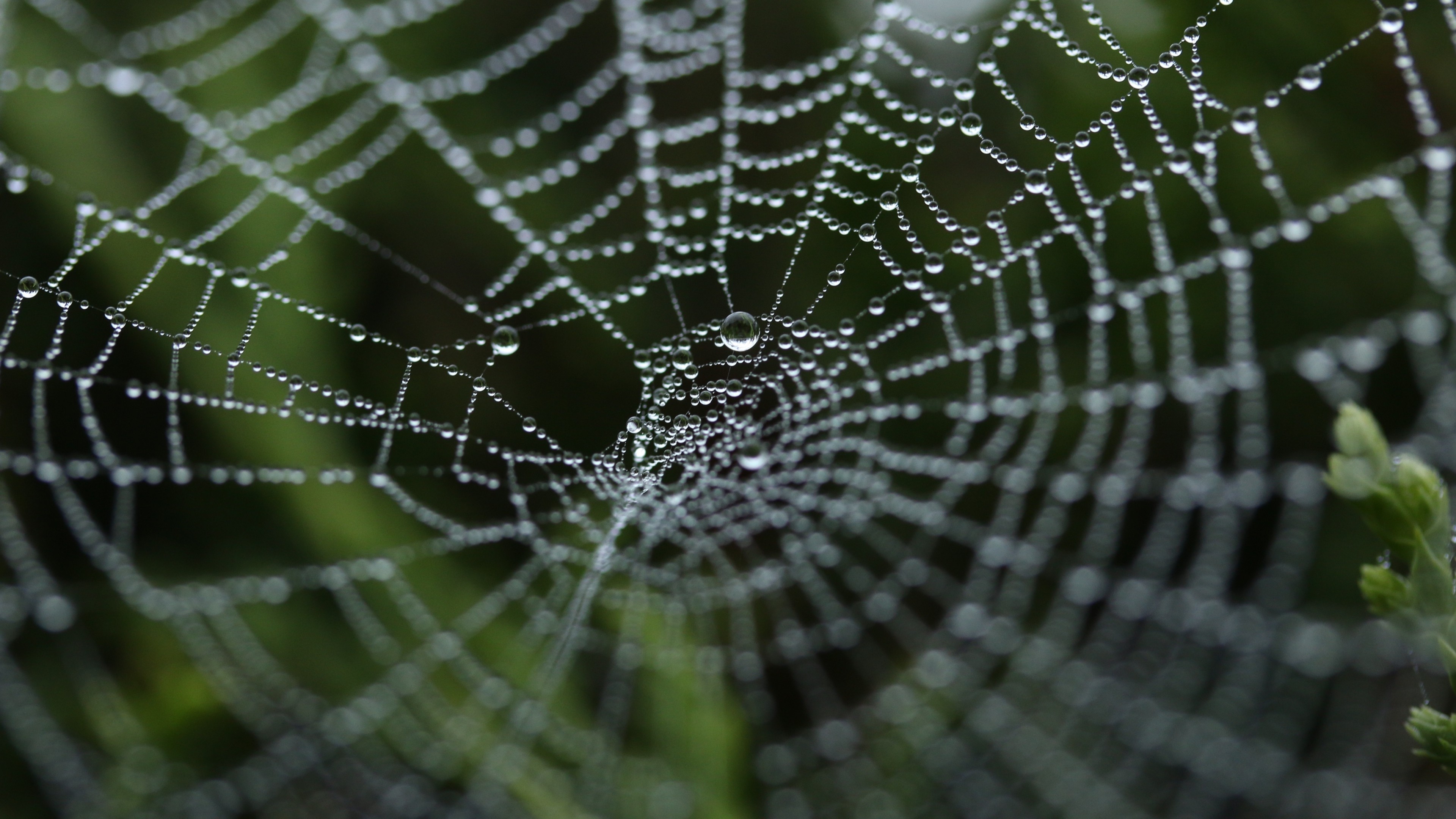 General 3840x2160 animals spider spiderwebs closeup water drops macro