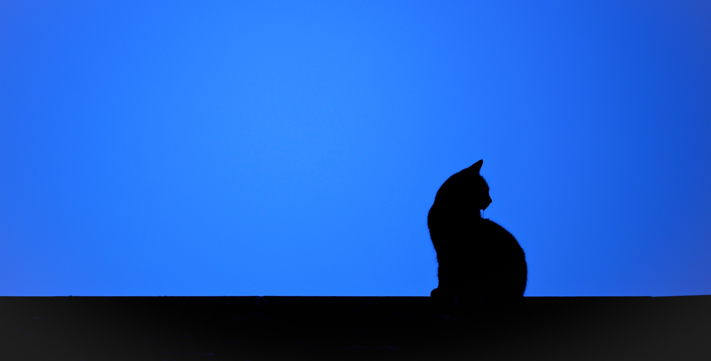 General 2400x1218 cats animals silhouette mammals blue minimalism simple background