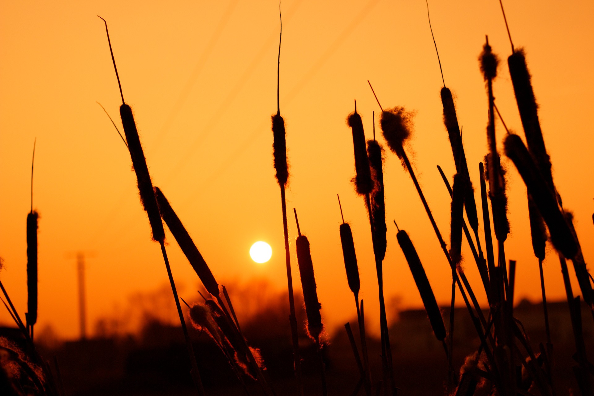 General 1920x1280 plants wheat silhouette sunset nature