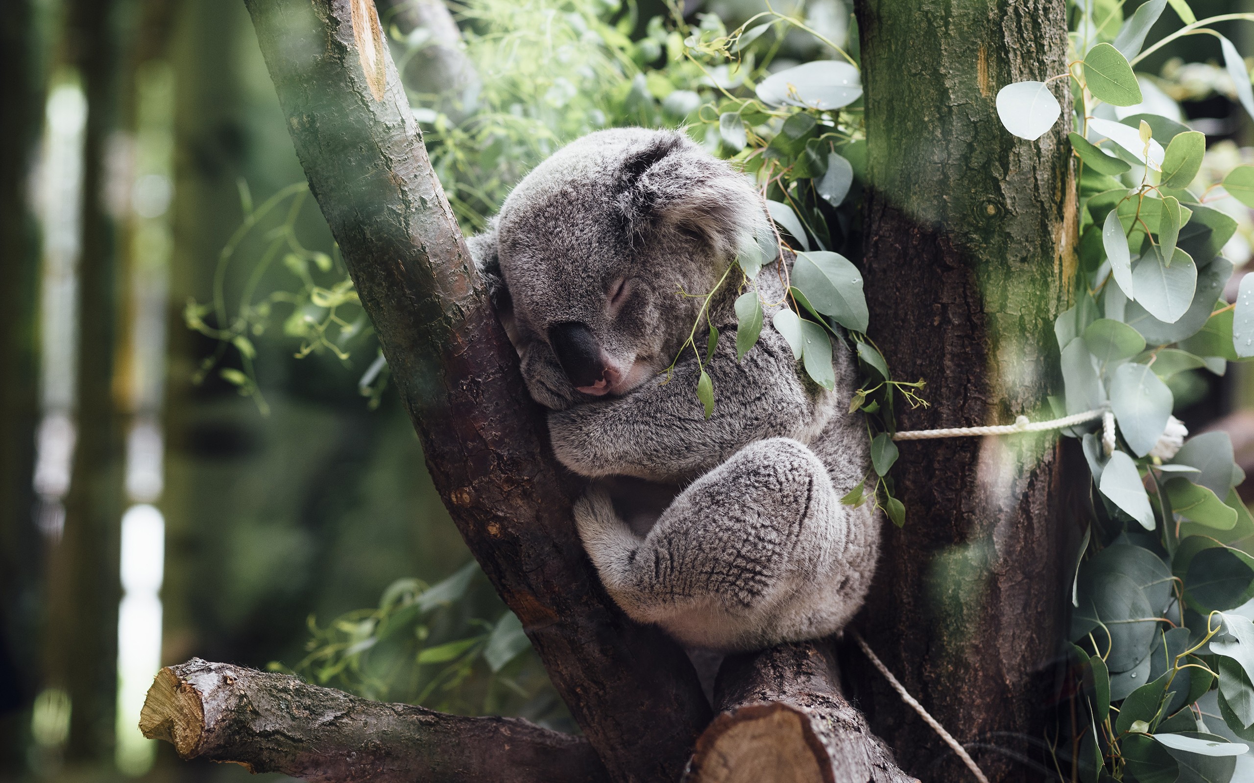 General 2560x1600 animals koalas mammals wildlife closeup sleeping