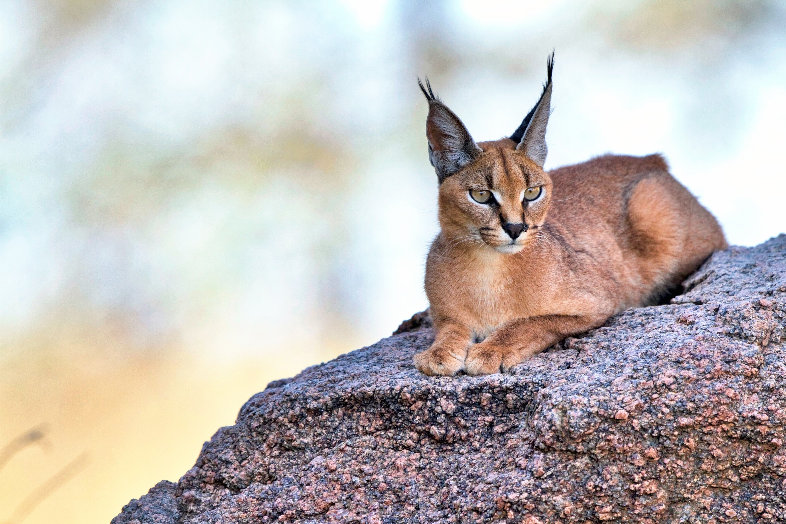 General 2500x1667 animals cats Caracal mammals closeup whiskers nature blurry background