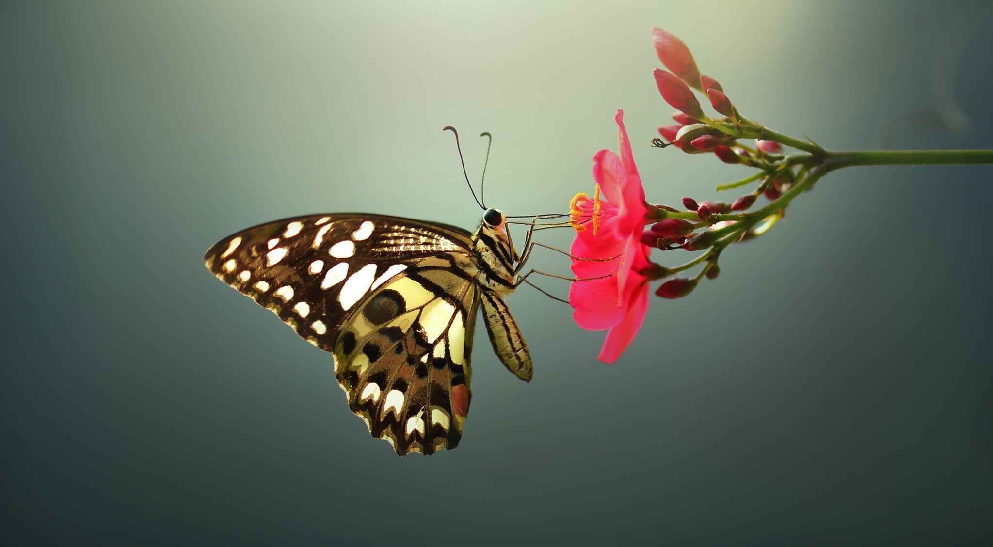 General 2048x1129 lepidoptera macro flowers butterfly insect animals simple background plants