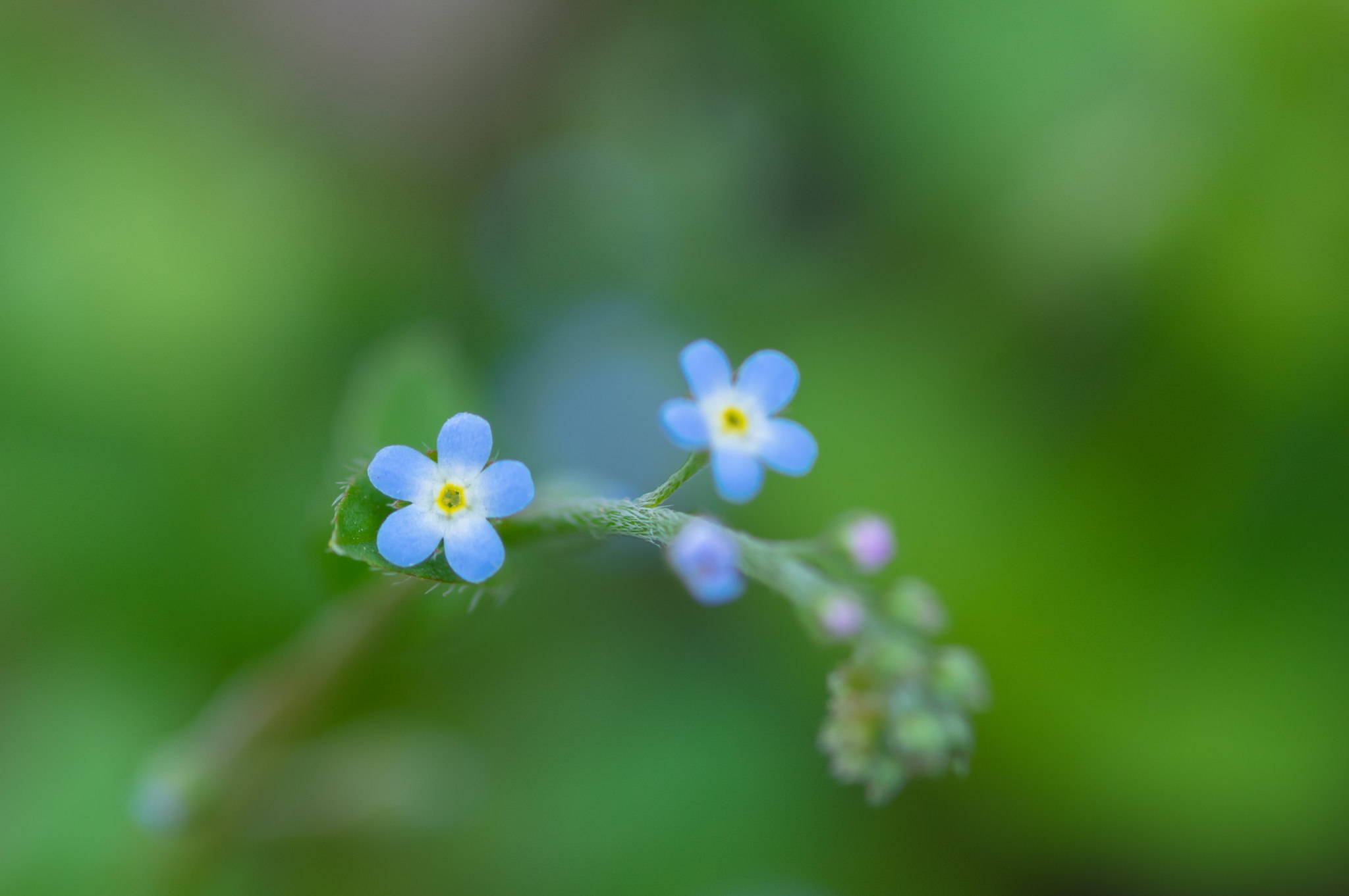 General 2048x1362 flowers nature macro forget-me-nots closeup blurry background blurred depth of field
