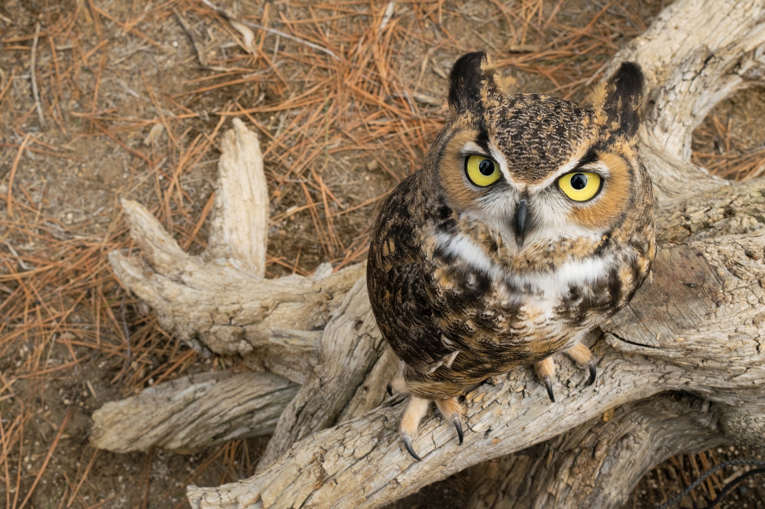 General 2560x1706 animals birds owl looking at viewer yellow eyes closeup