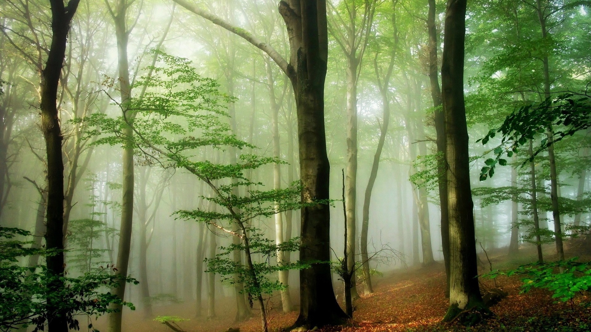 General 1920x1080 forest sunlight mist nature trees plants