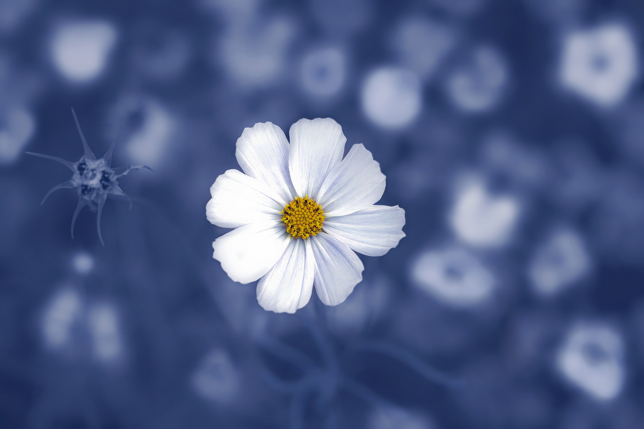 General 2048x1366 blue white flowers plants white flowers blurred blurry background macro