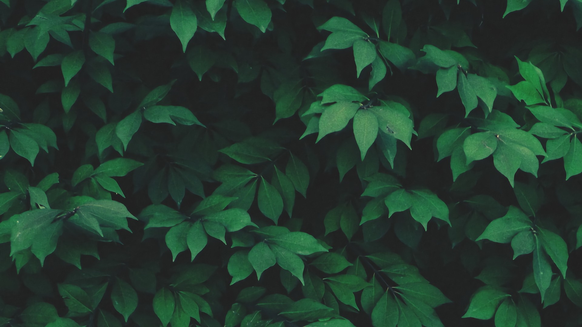 General 1920x1080 nature plants leaves