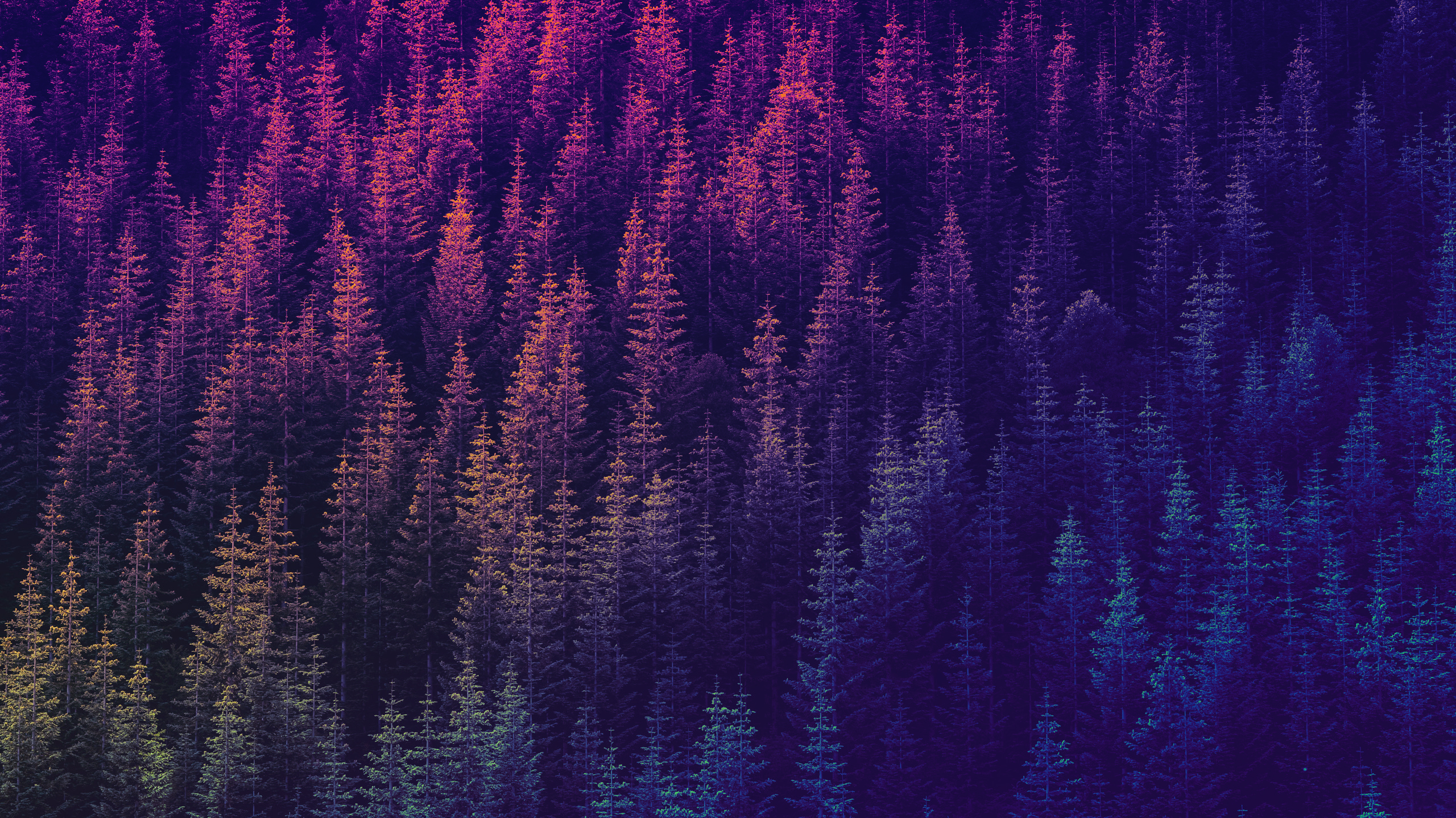 General 2560x1440 psychedelic trippy trees forest