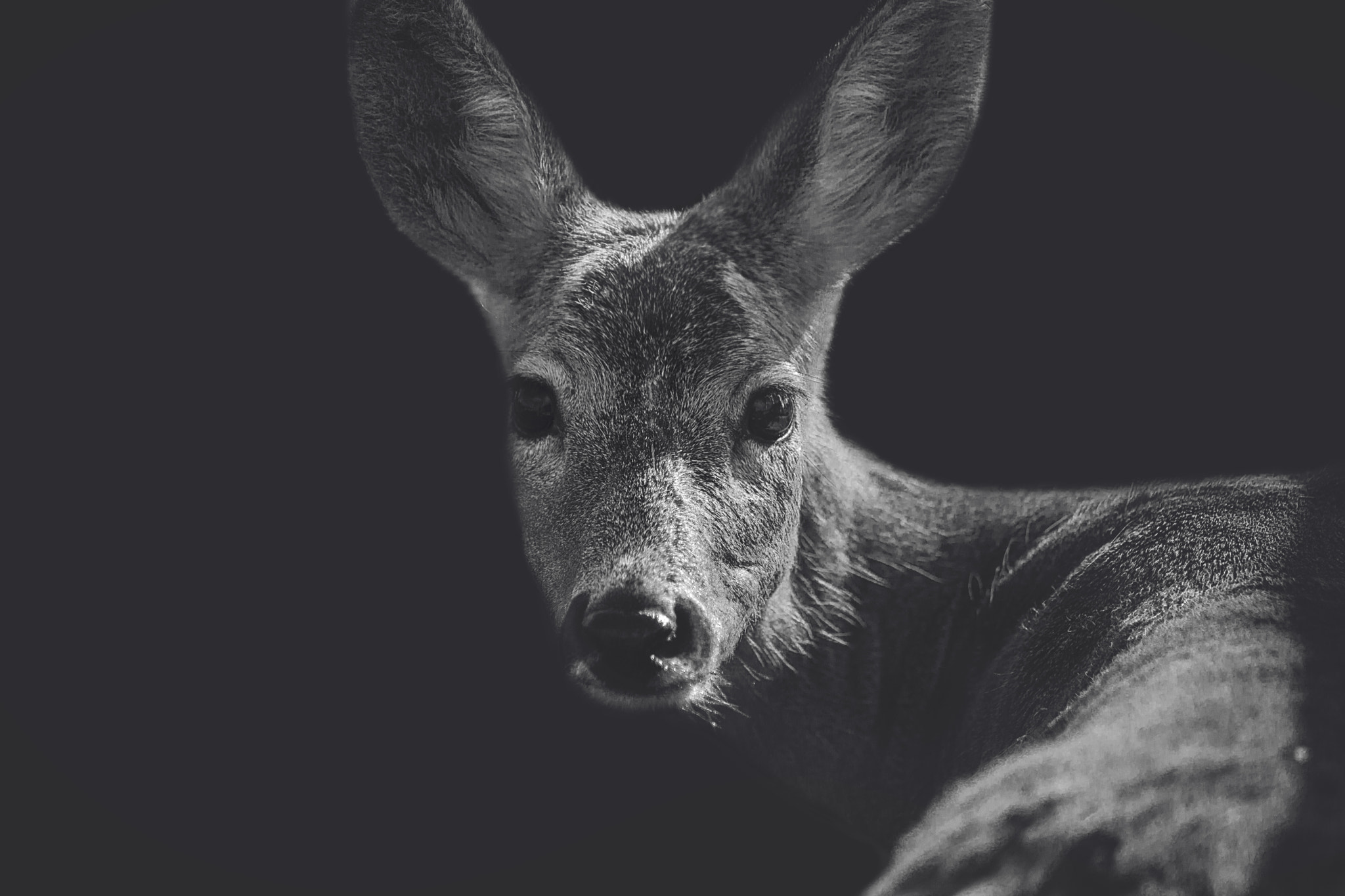 General 2048x1365 animals deer closeup monochrome