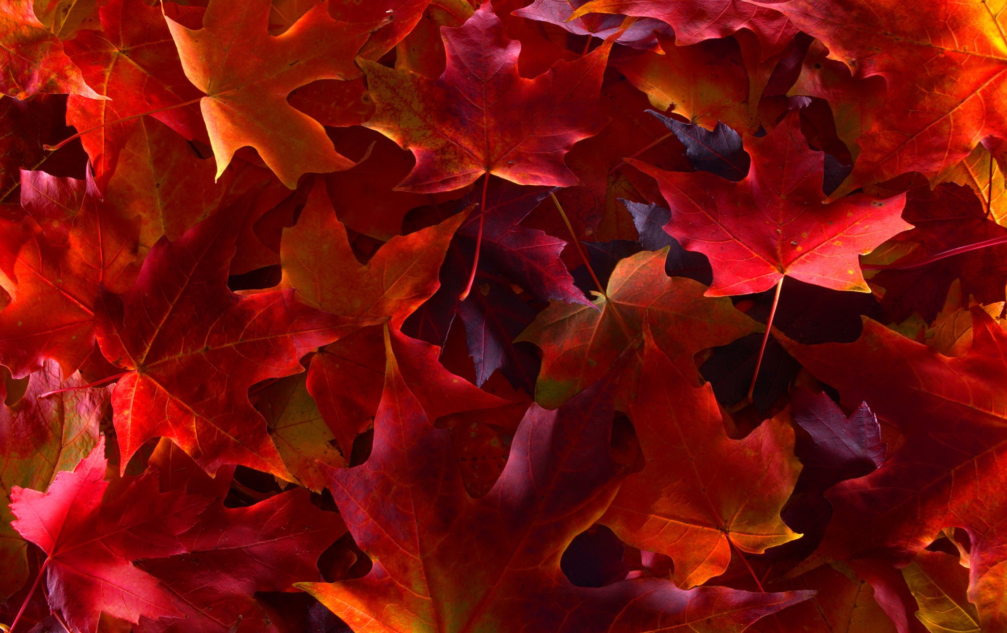 General 2048x1288 leaves plants fall colorful