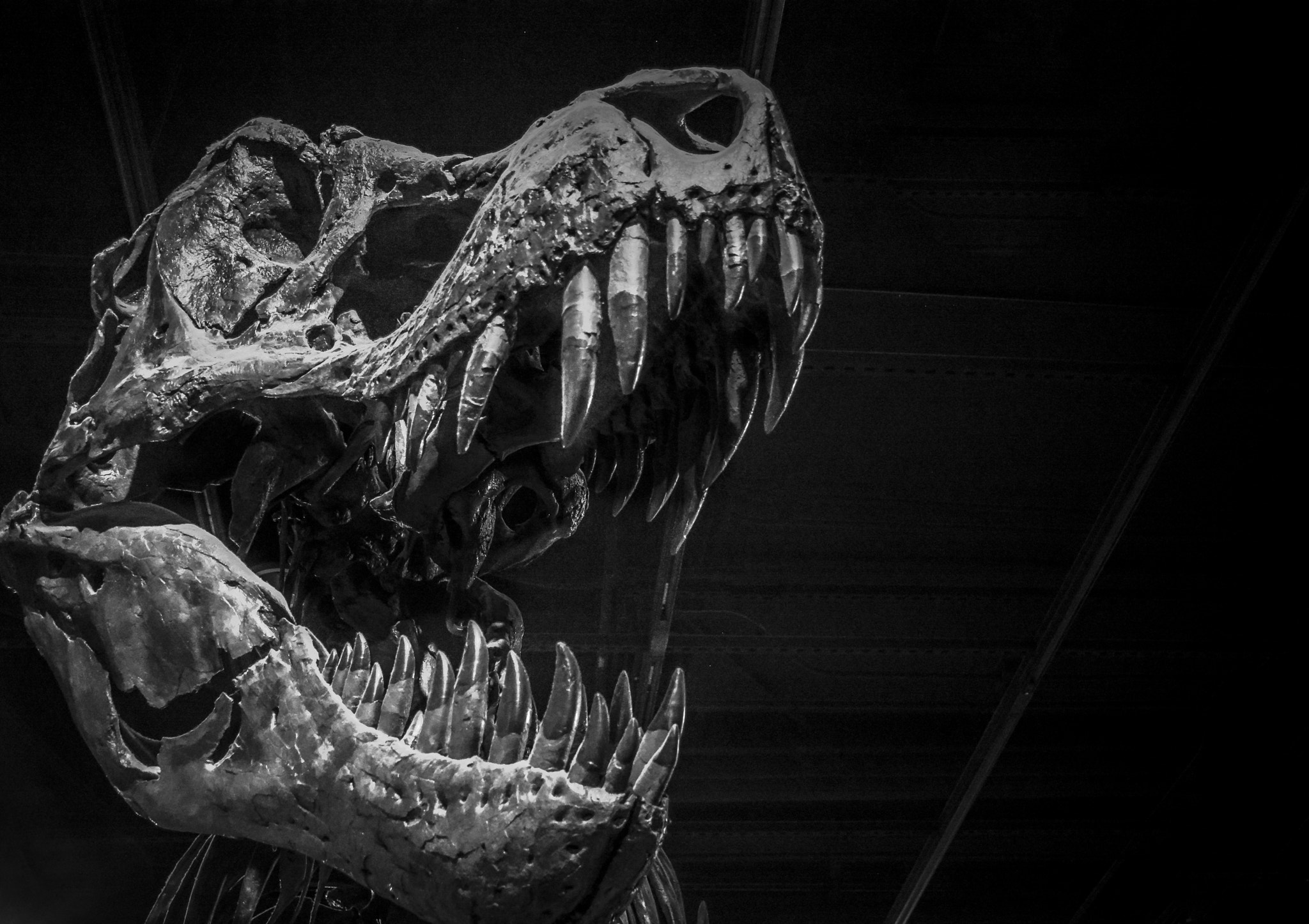 General 2048x1446 skull bones monochrome dinosaurs fossils