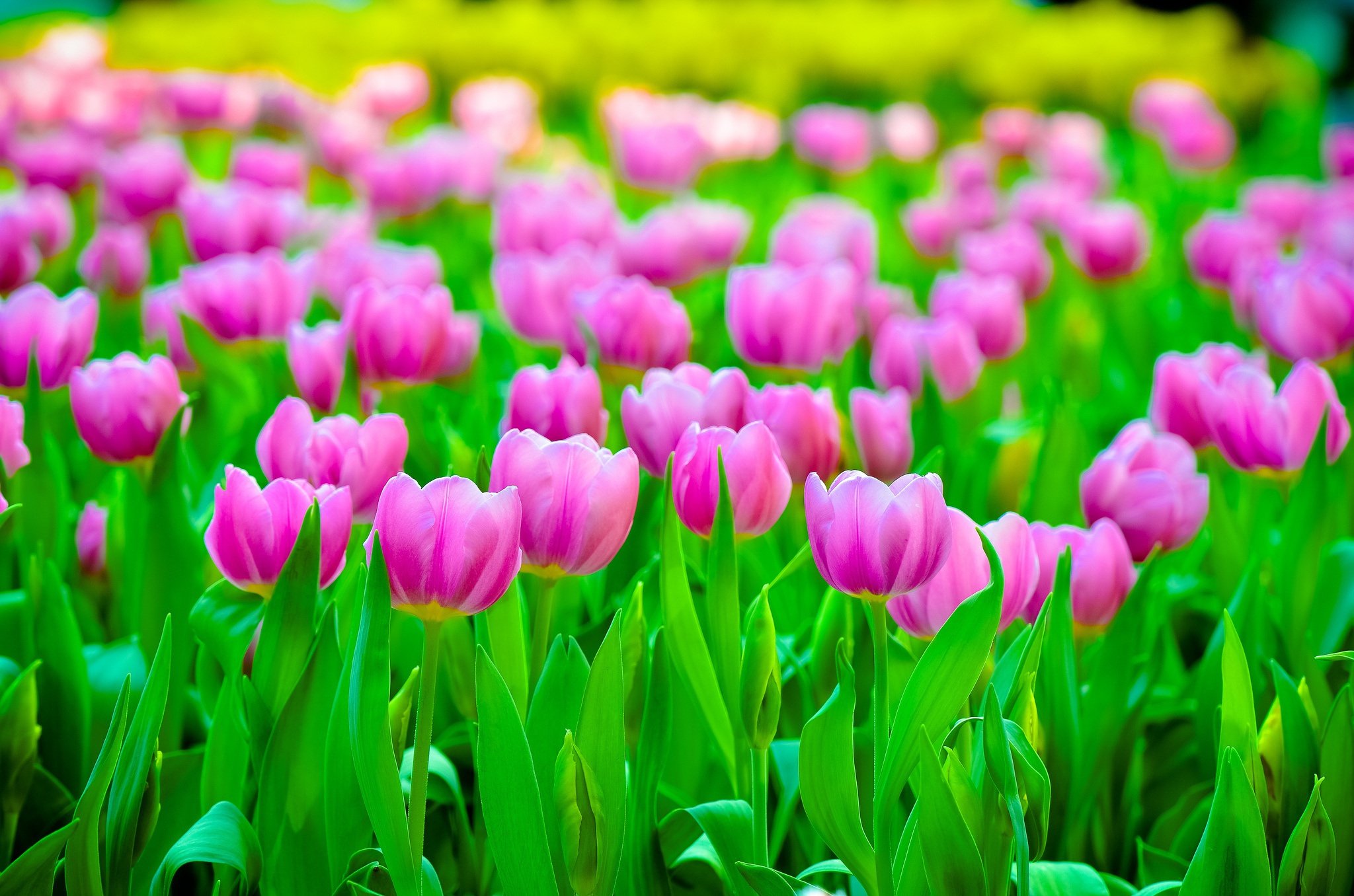 General 2048x1356 colorful tulips flowers plants