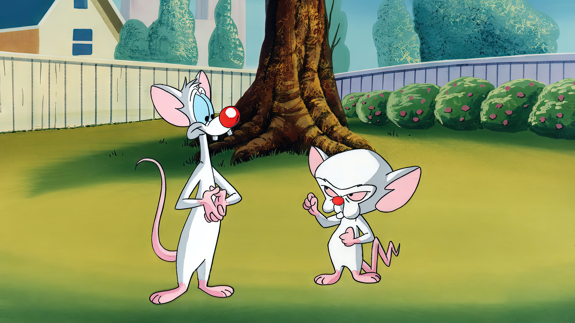 General 1920x1080 Pinky and the Brain animation animated series cartoon production cel Warner Brothers mice trees fence house bushes lawns grass