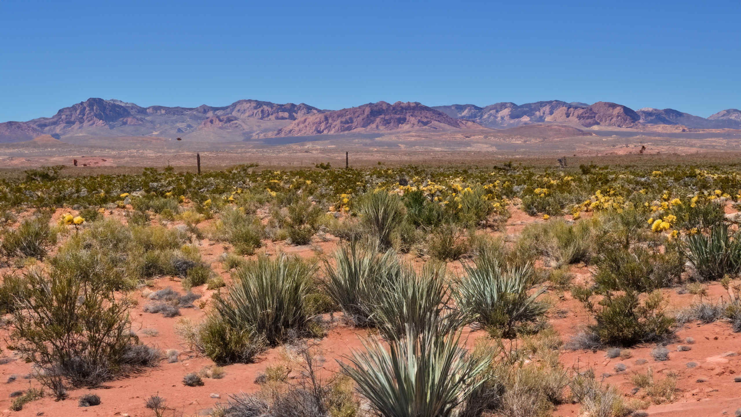 General 2560x1440 Mesquite nature Nevada area 51  Piñon Pine landscape