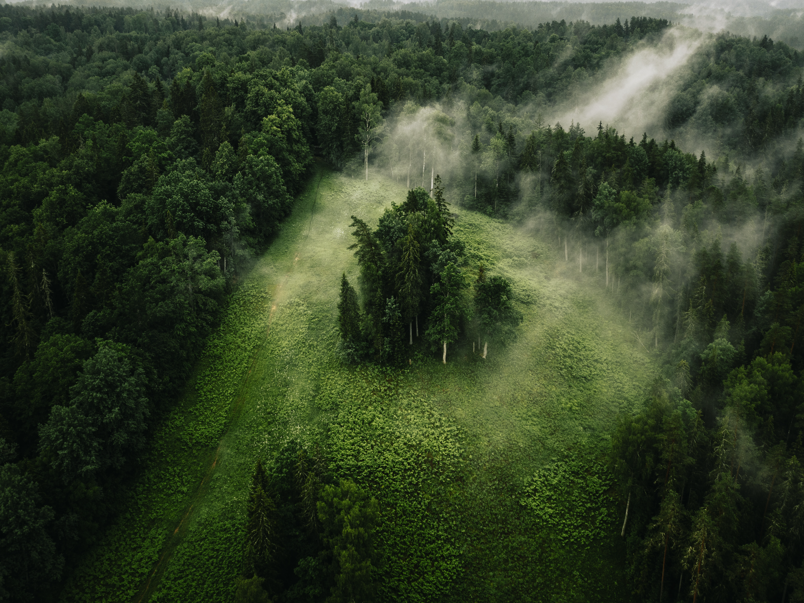 General 2560x1920 nature landscape trees plants grass forest mist green Latvia