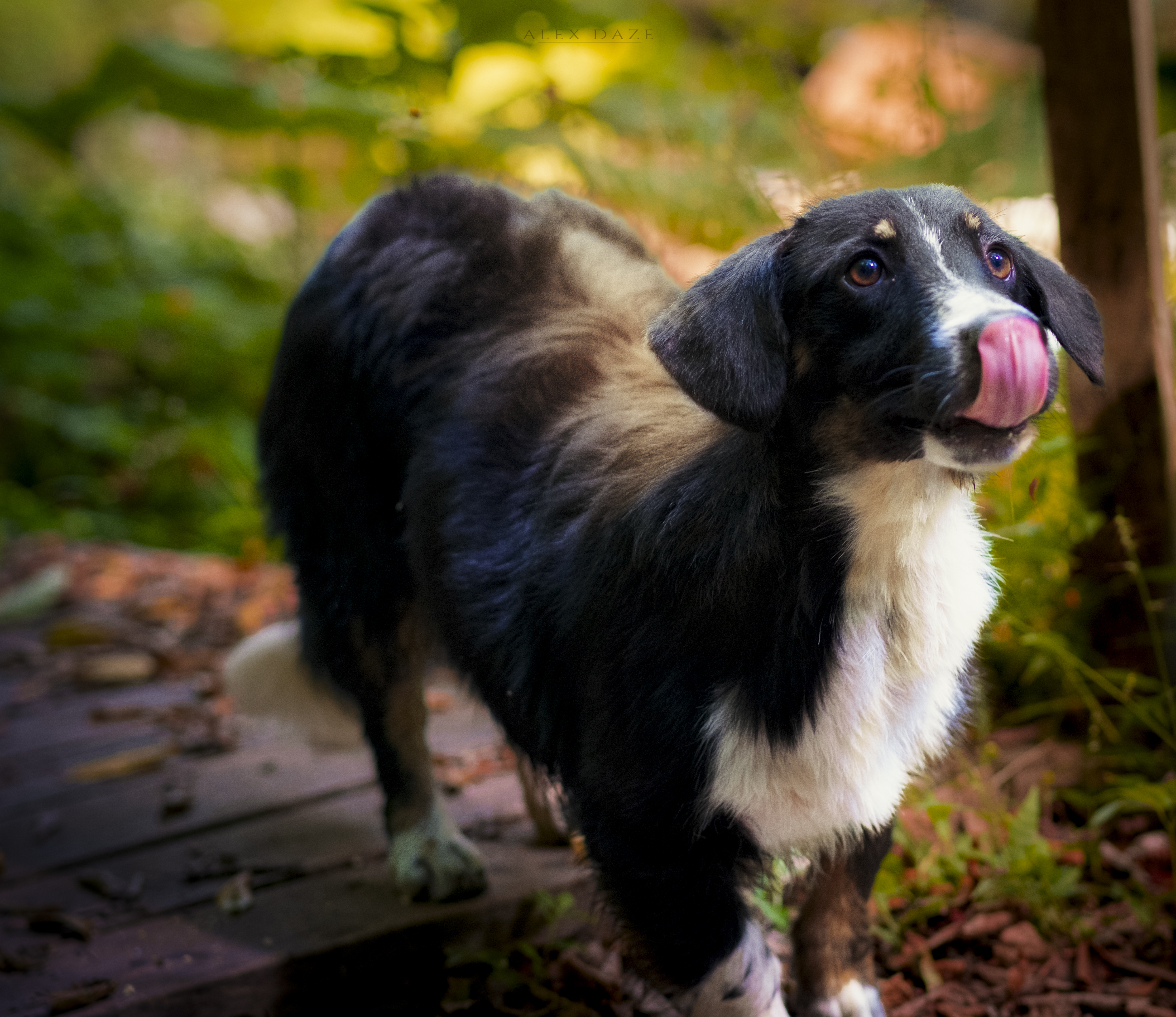 General 4459x3857 photography dog sunlight nature leaves grass blurry background closeup mammals animals tongue out outdoors