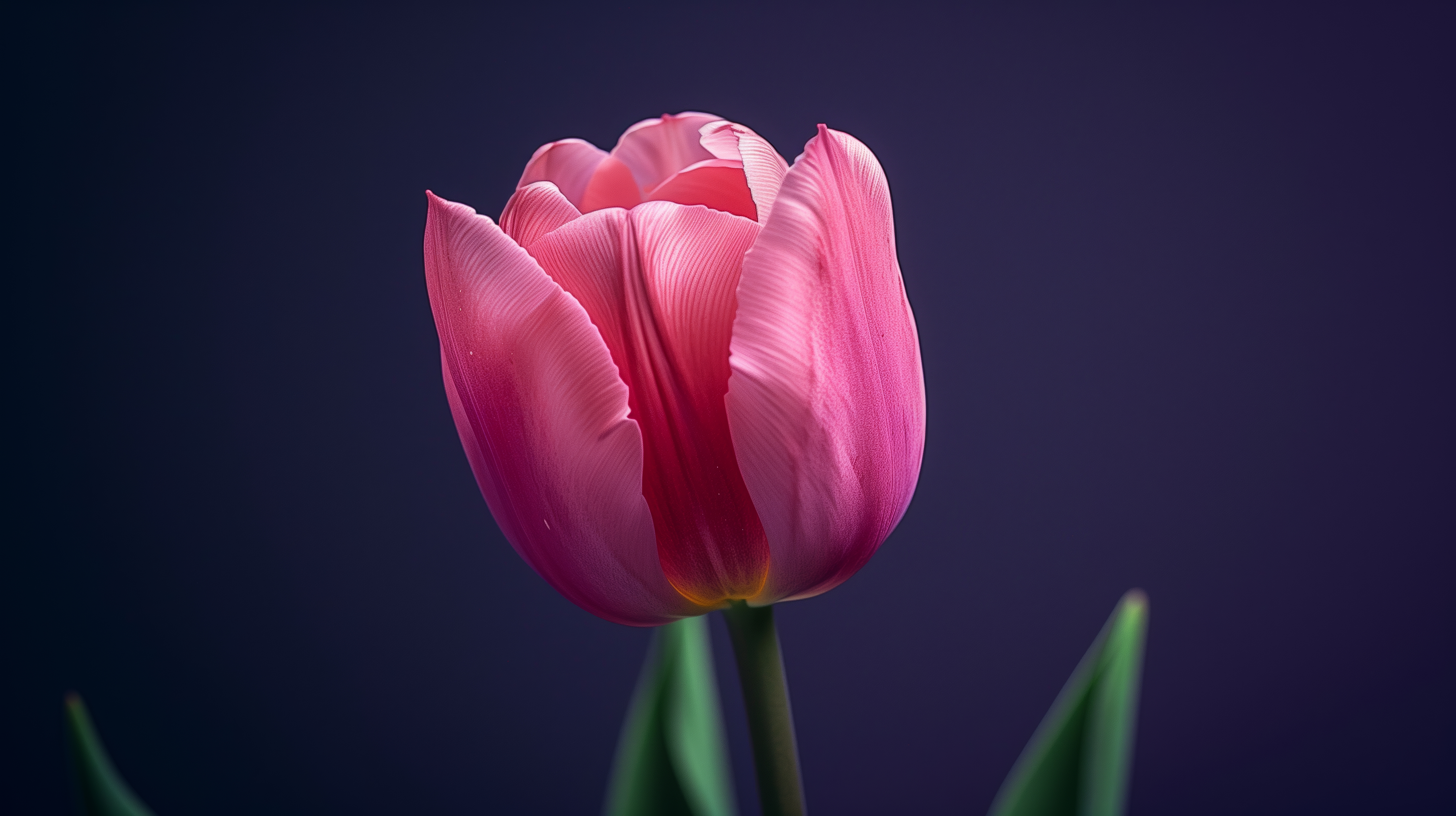 General 5824x3264 AI art tulips pink closeup