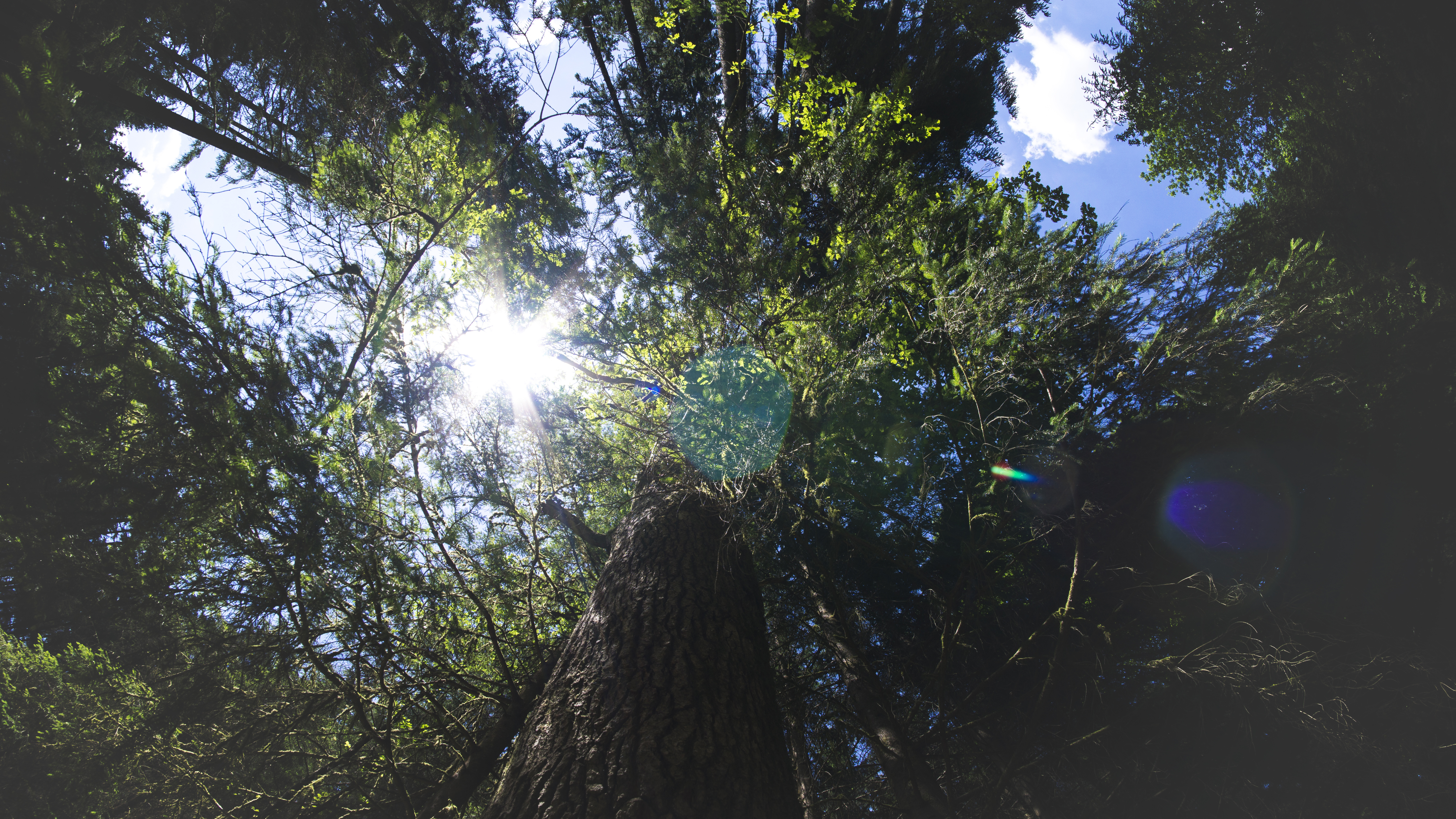 General 6000x3376 nature sky clouds trees Sun lens flare forest wood leaves