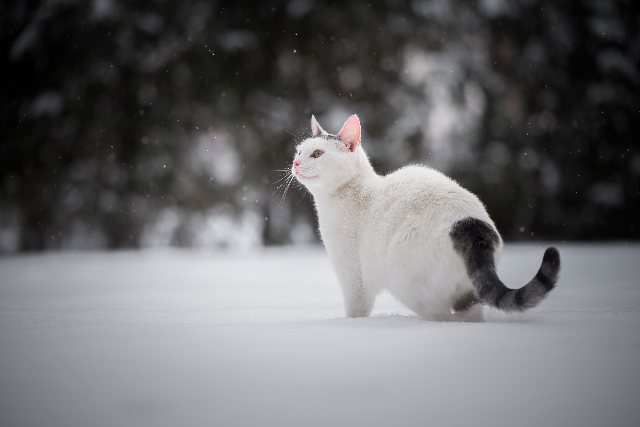 General 2048x1367 cats animals snow winter outdoors