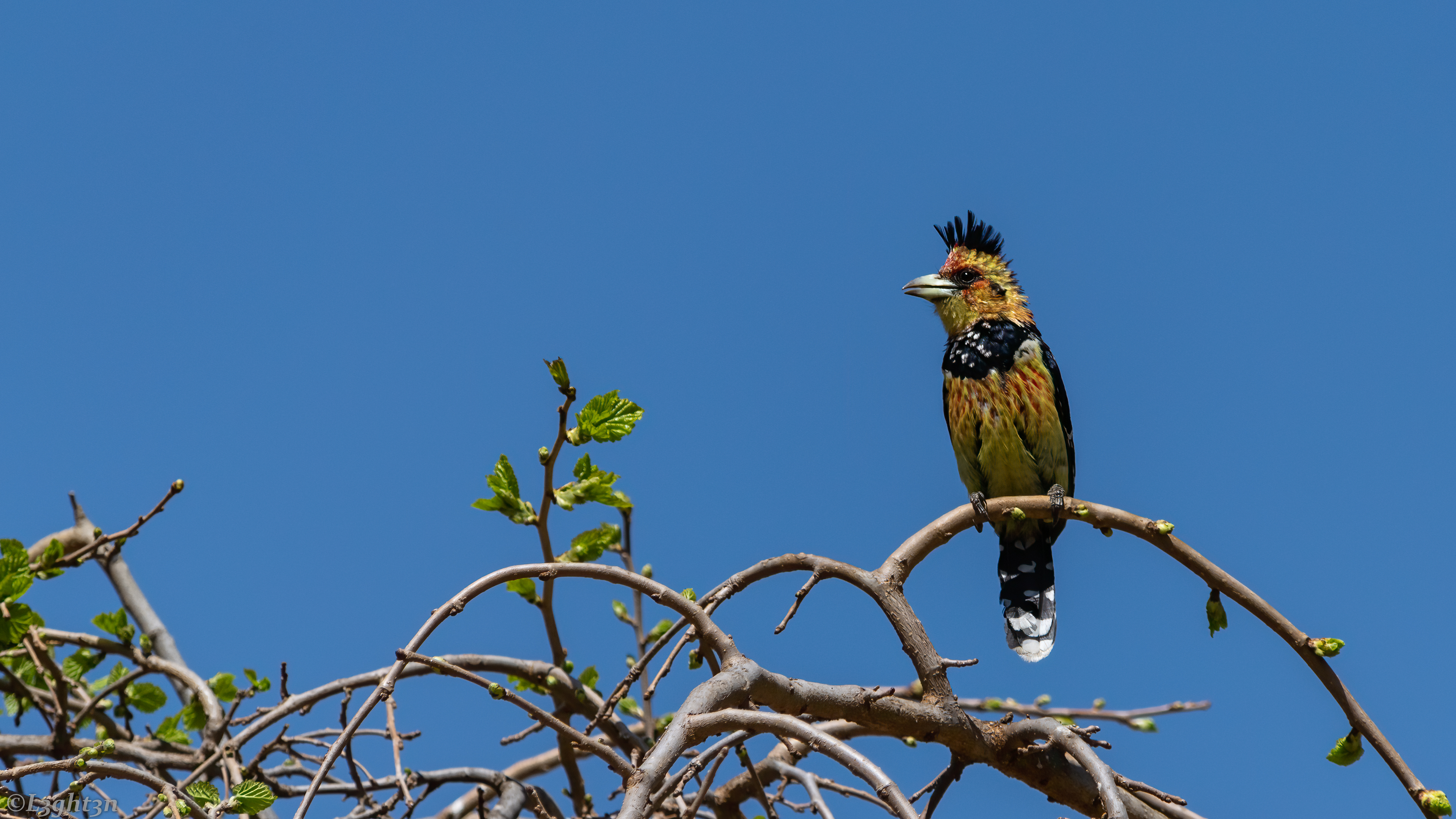 General 3840x2160 woodpeckers photography birds nature sky trees