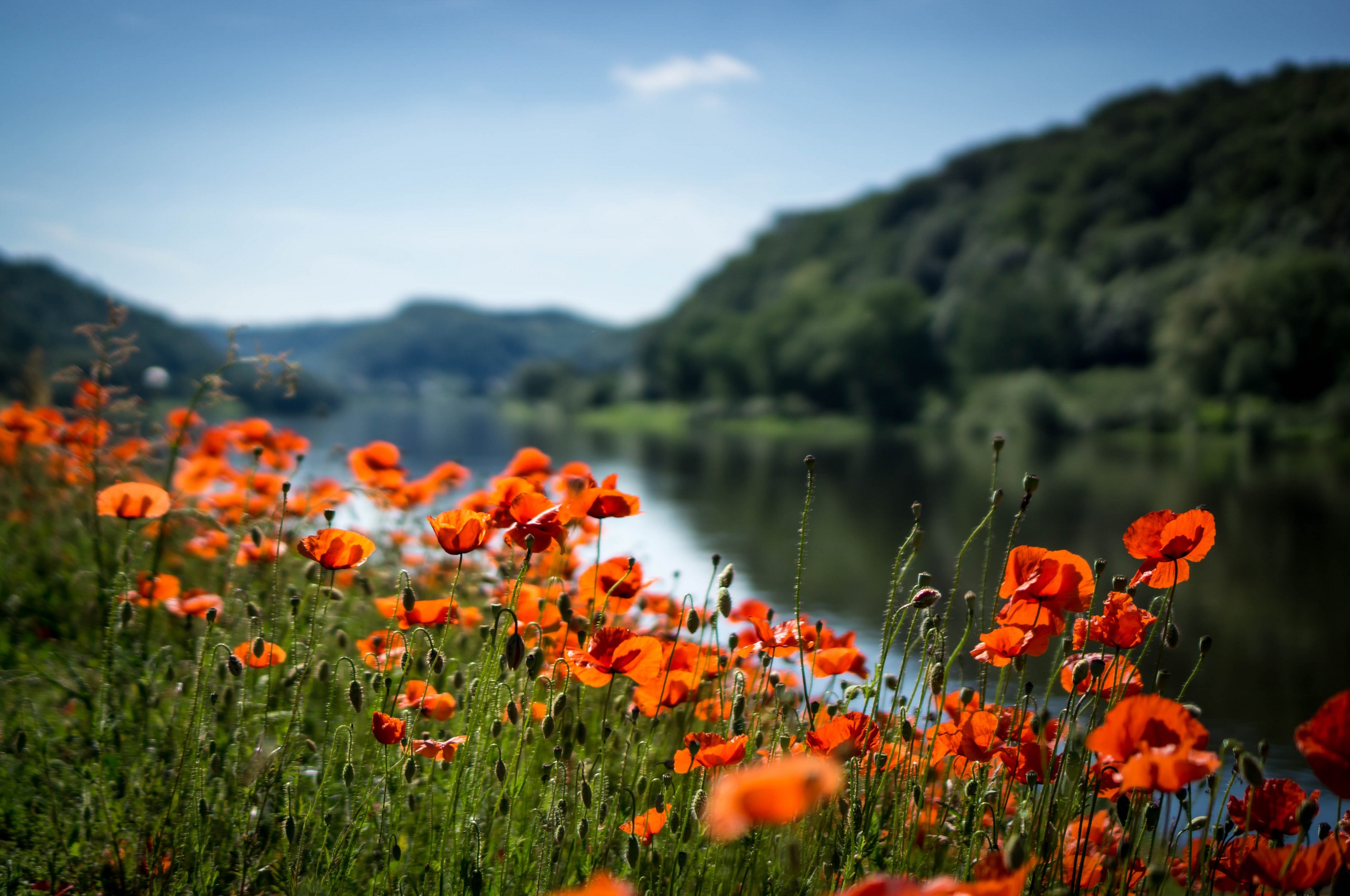 General 2560x1700 nature river flowers red flowers plants poppies